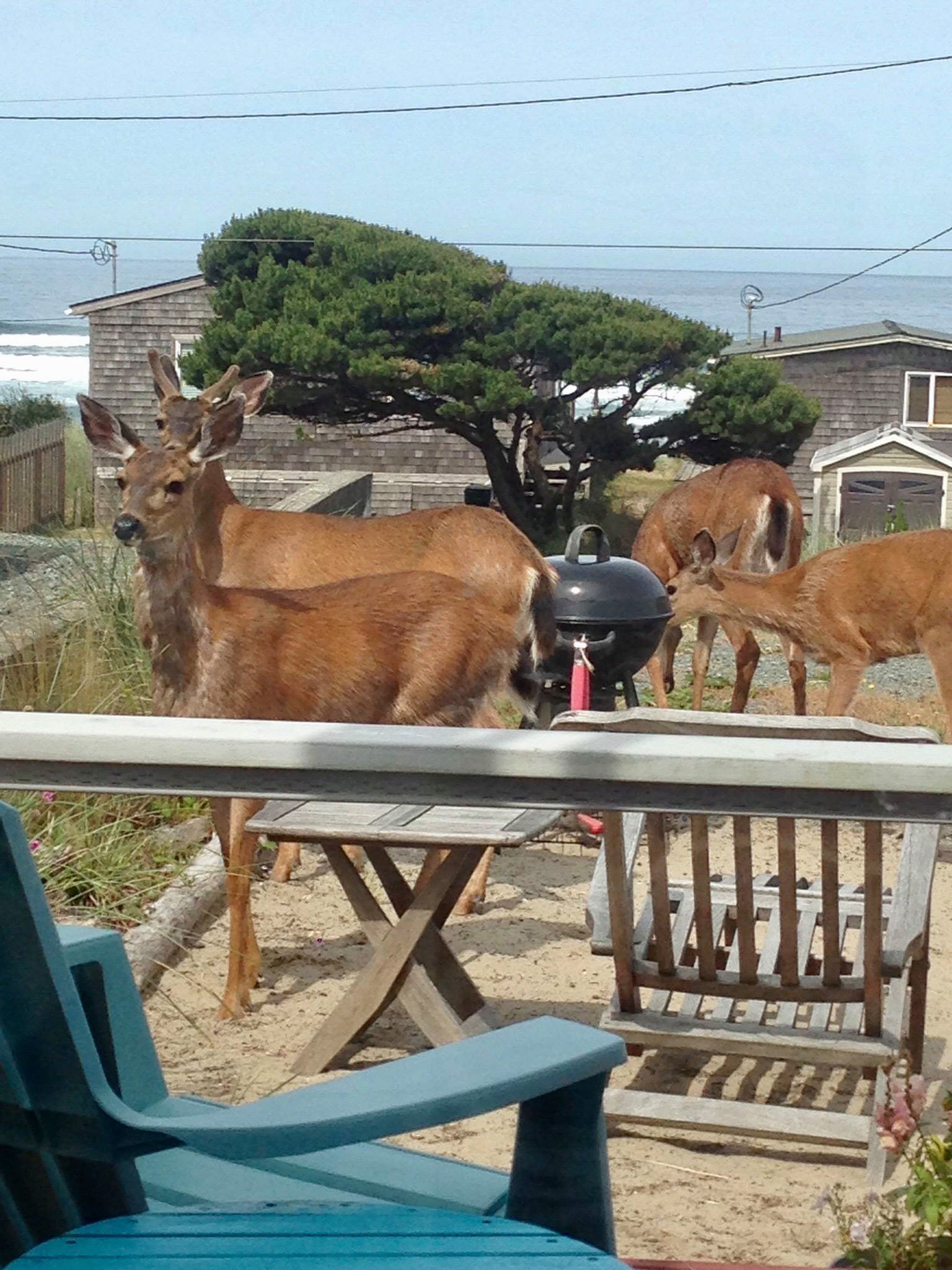 These guys were peeking in our house!