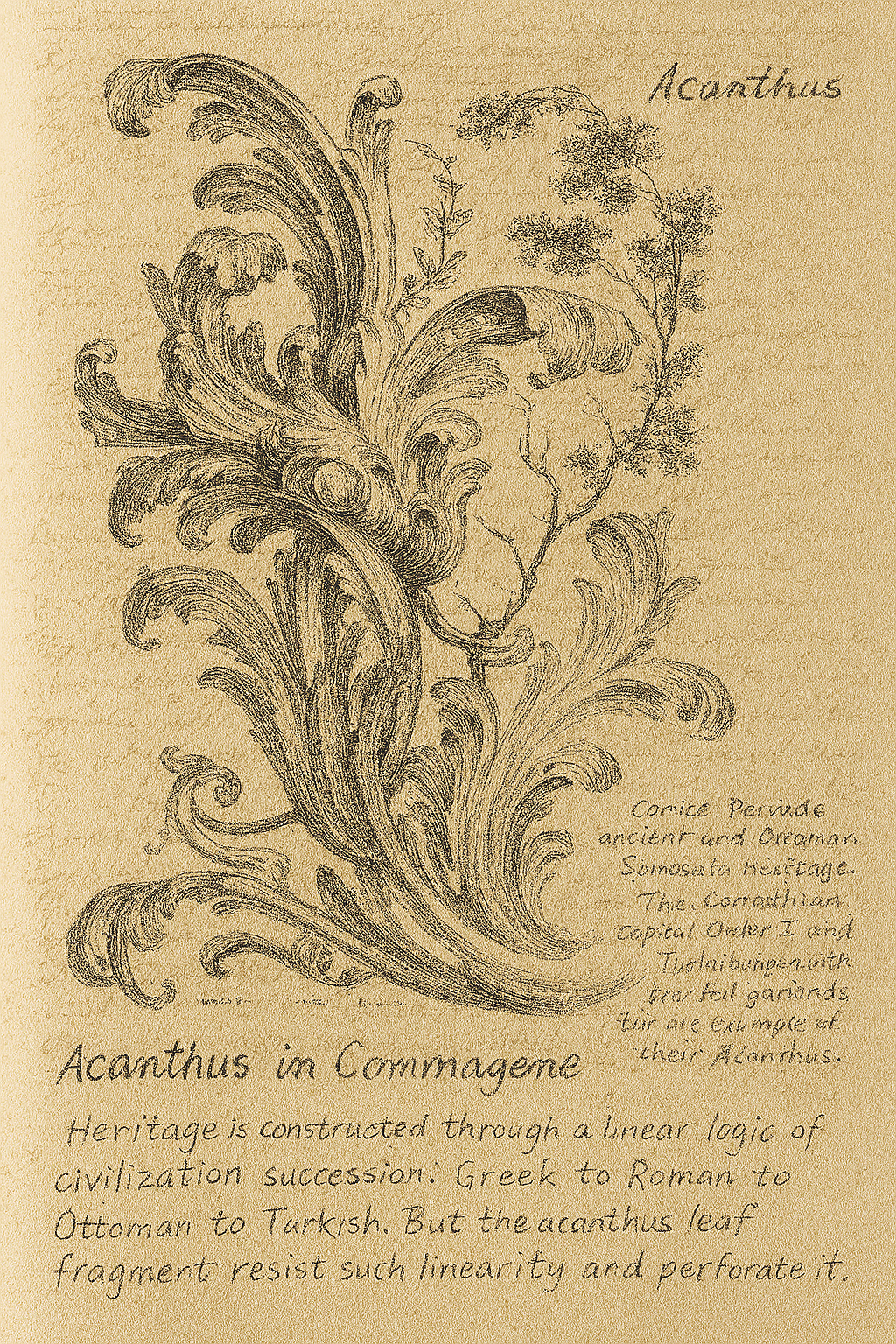 sketch on an Acanthus