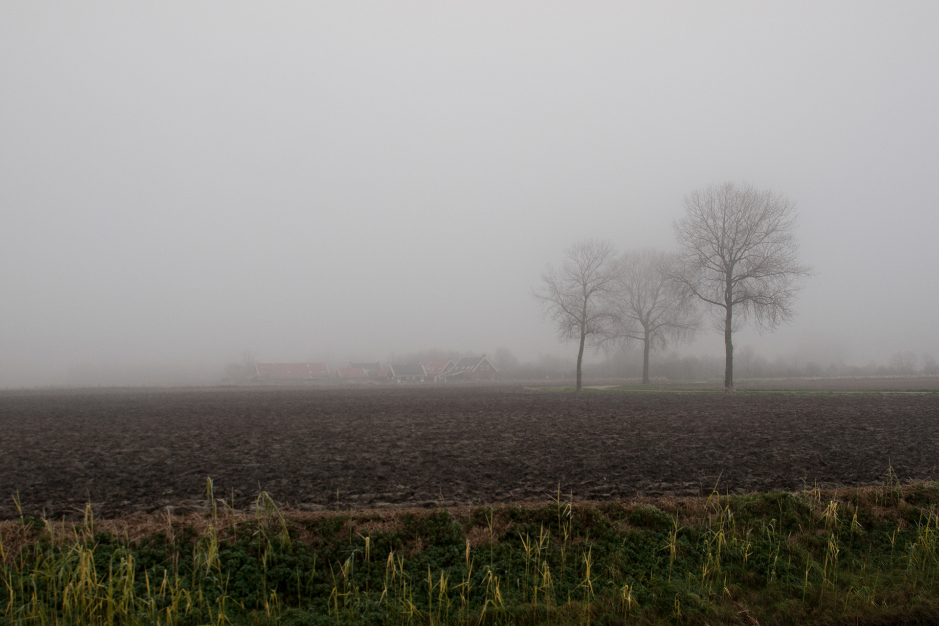 Nisse in mist