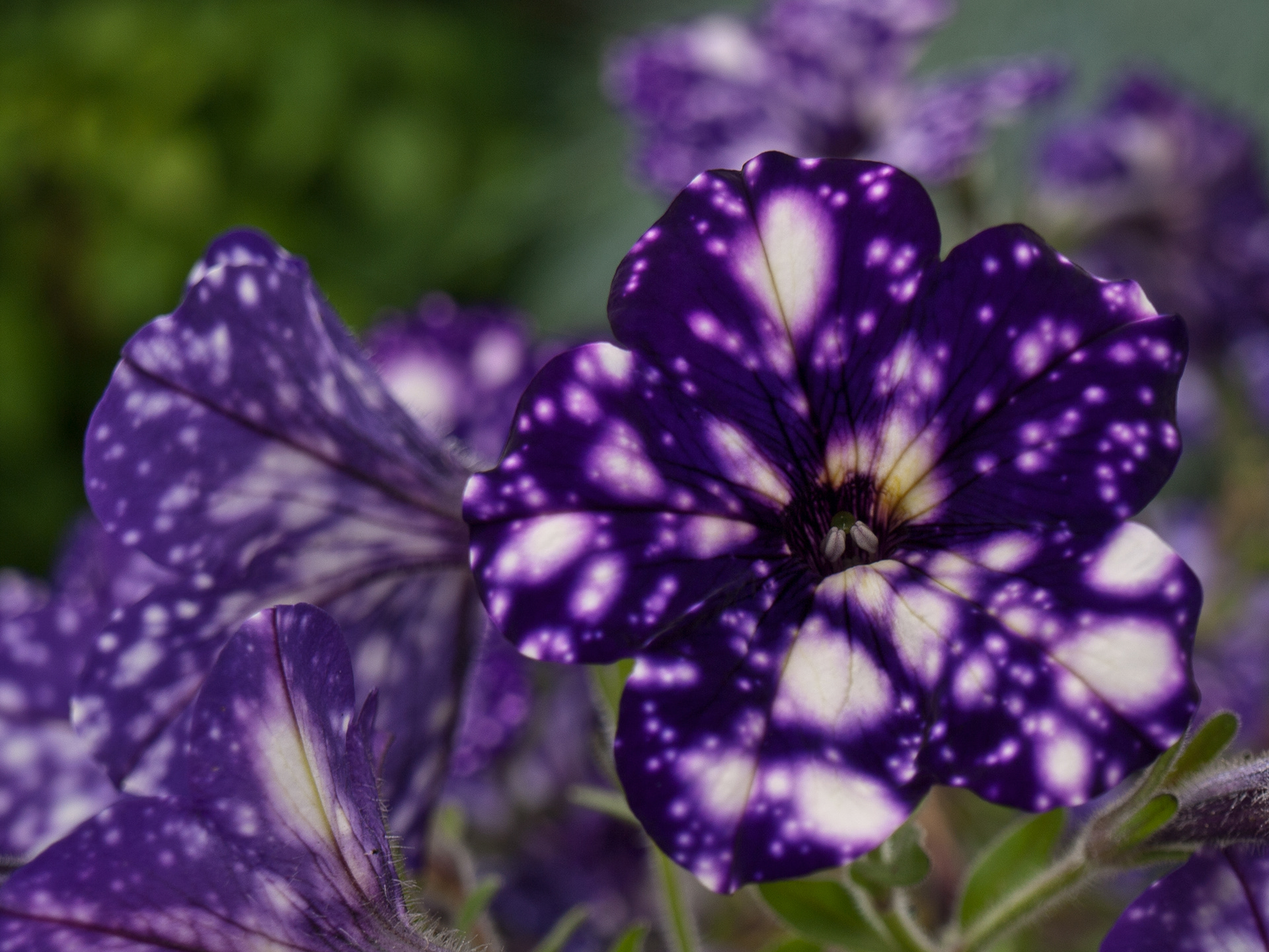 Petunia