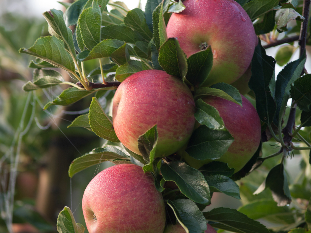 Fruitoogst Zeeland