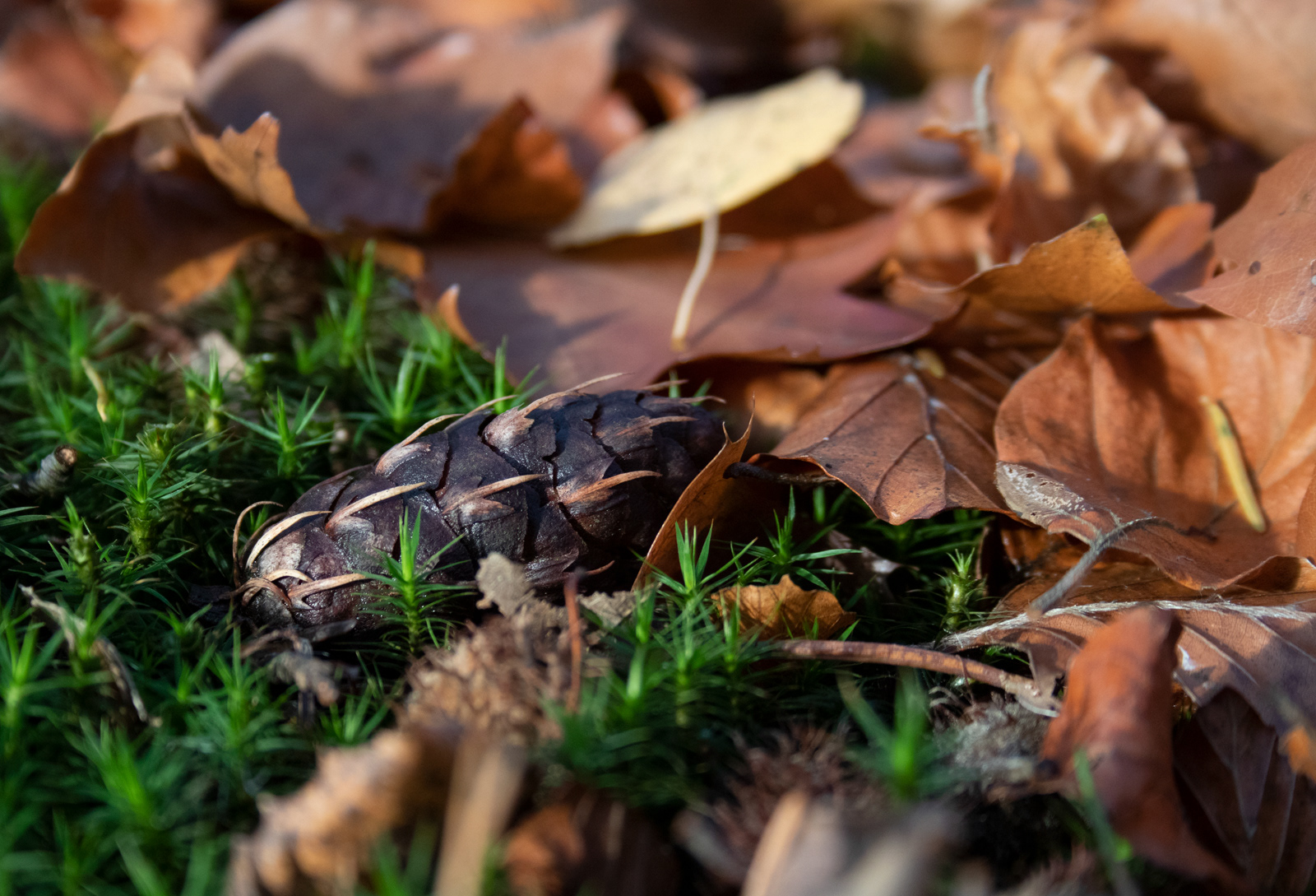Herfst