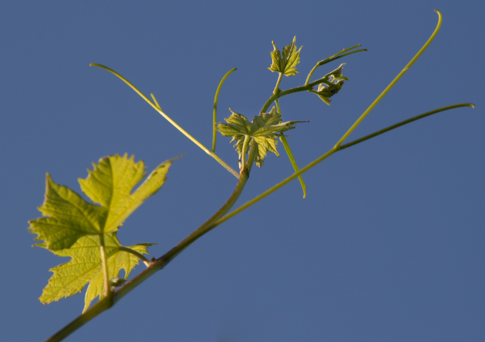 Jong druivenblad