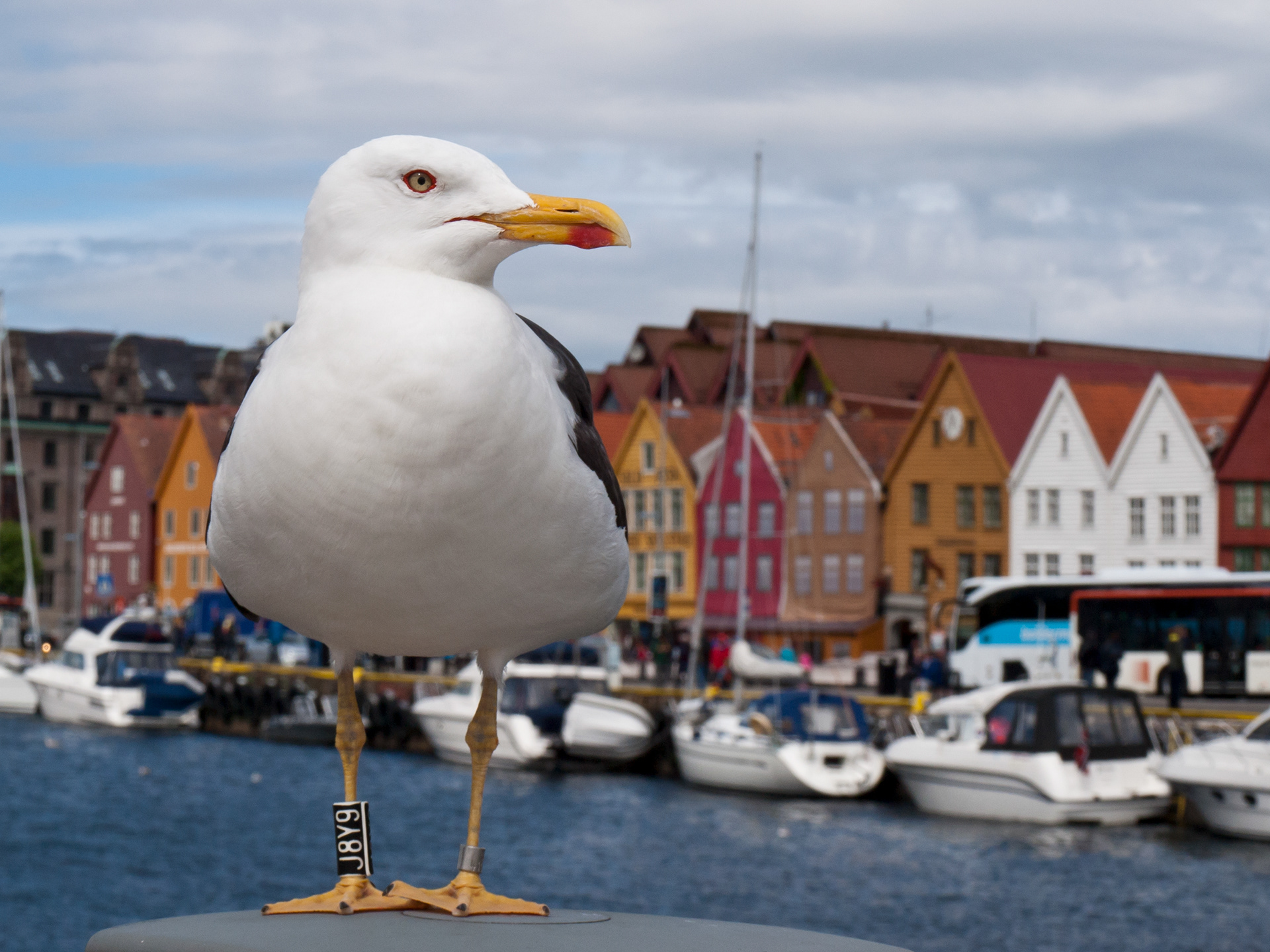 Seagull at Bryggen