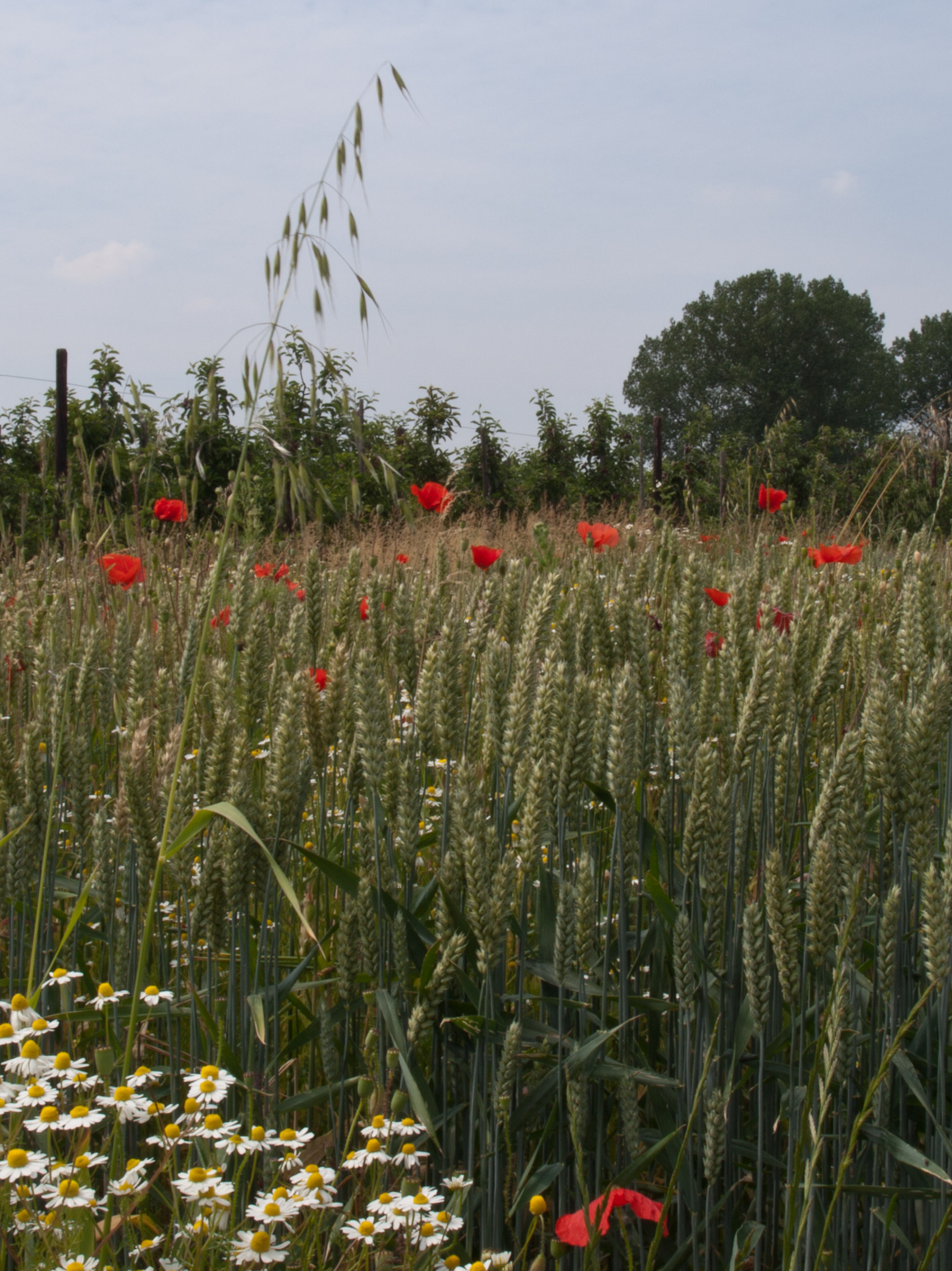 's Heer Abtskerke