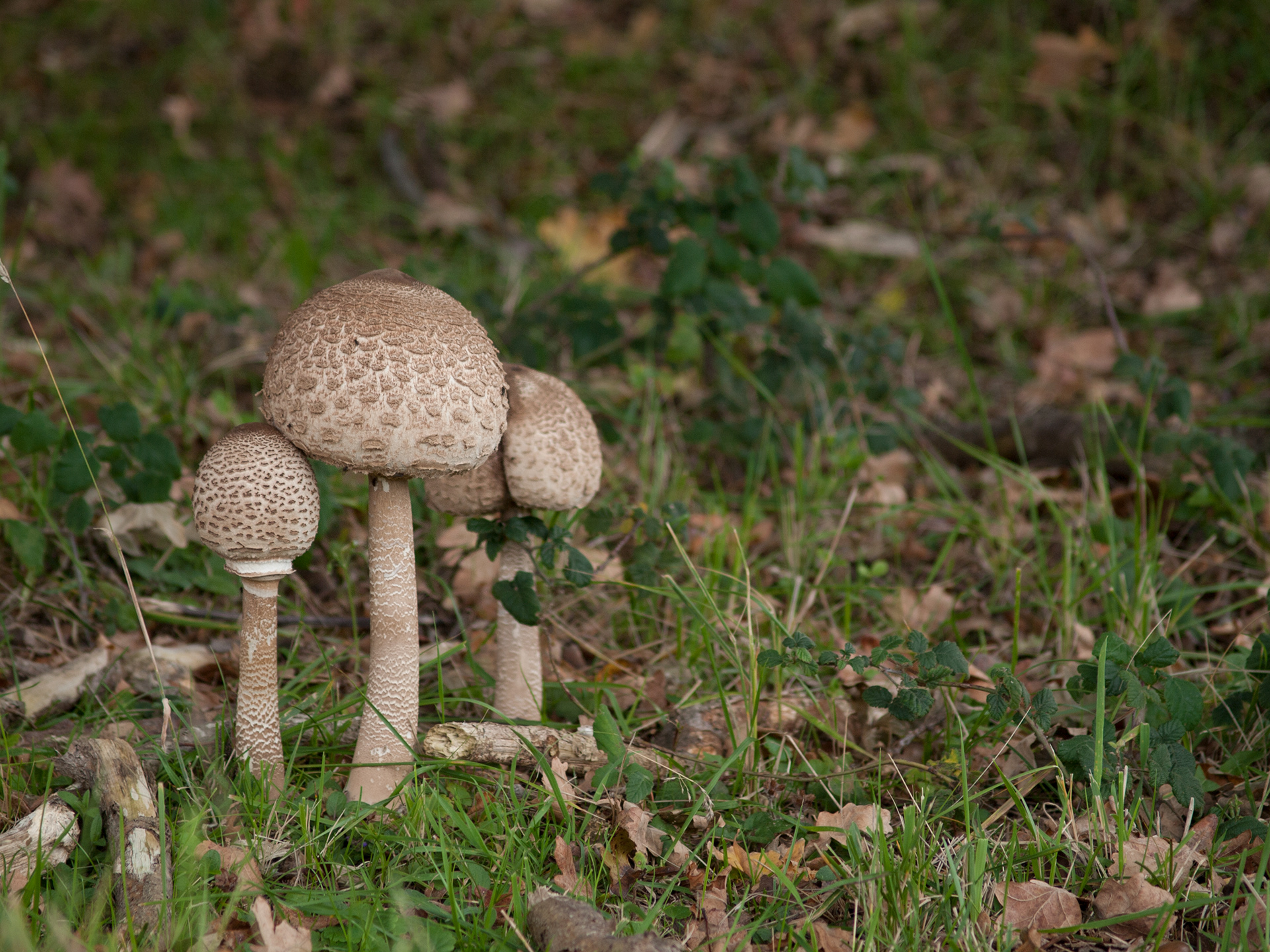Trio