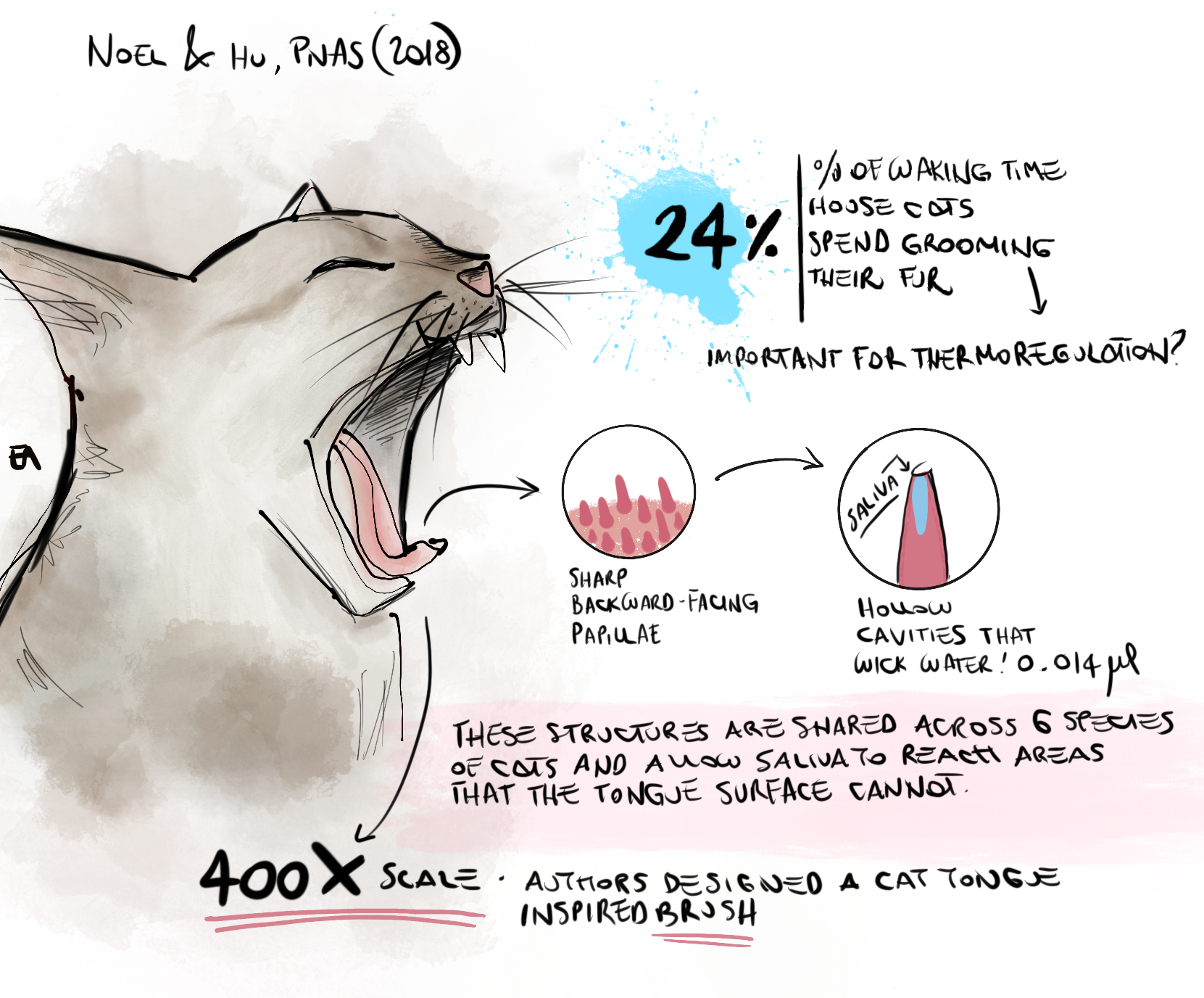 Illustrated abstract - Cat tongue