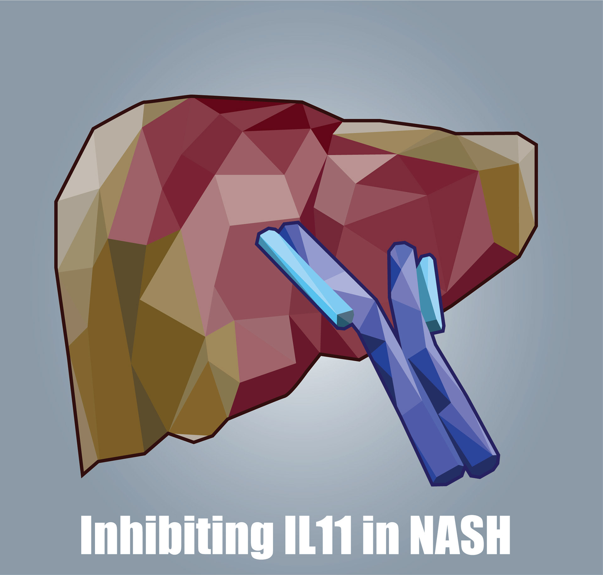 IL11 in NASH