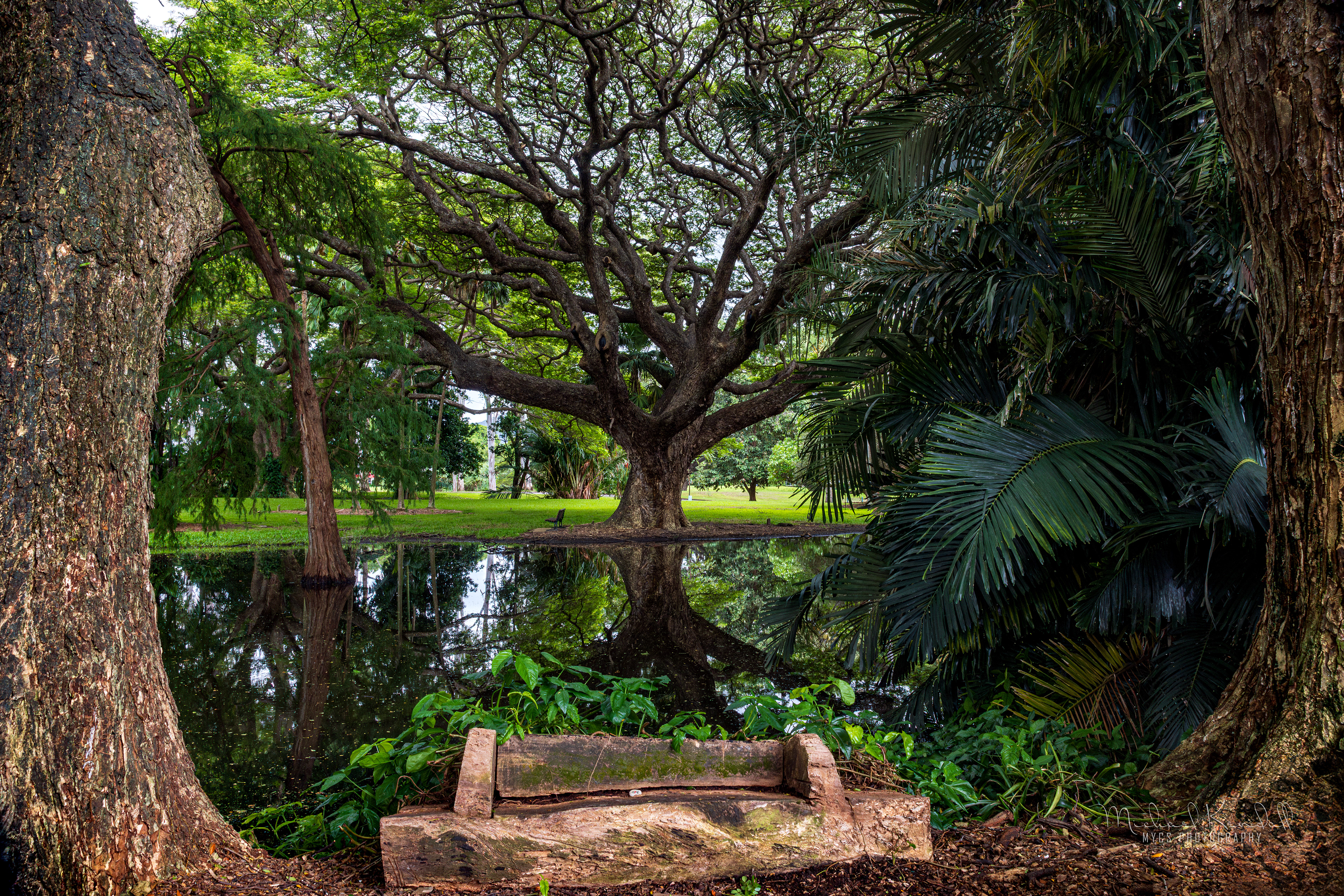 Townsville Anderson Gardens Rain Tree