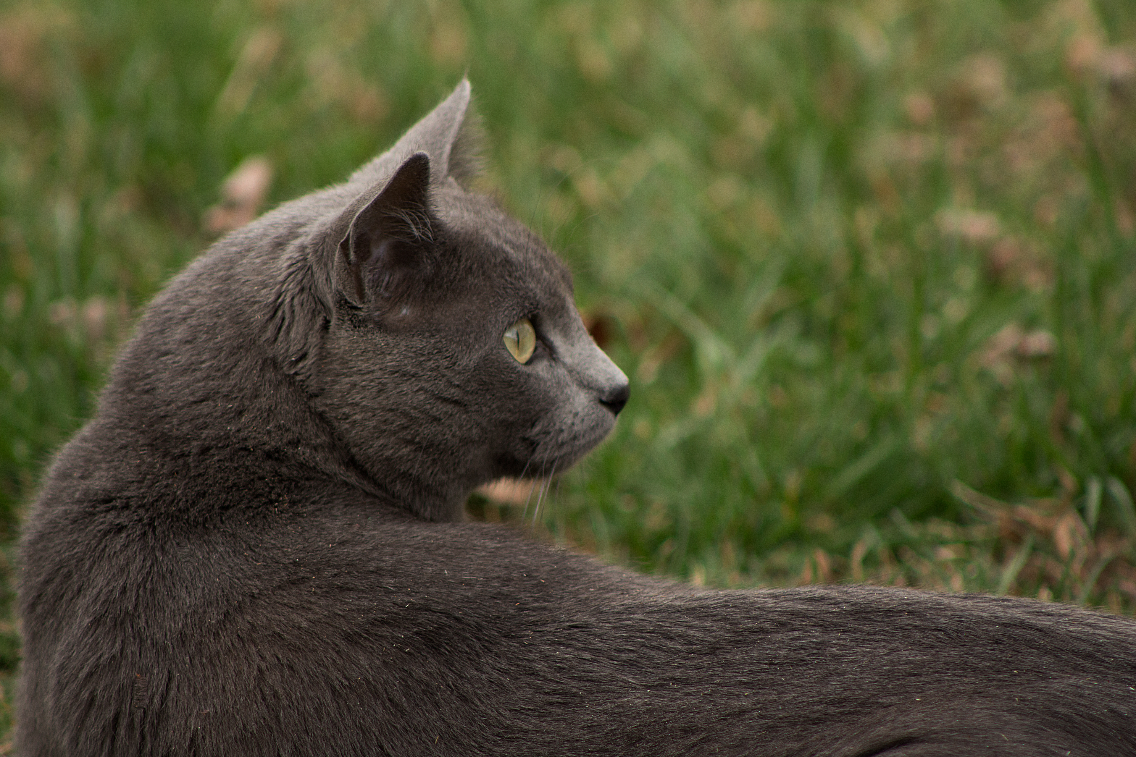 Grey Grey