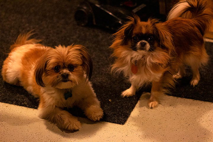 Sammy & Princess
