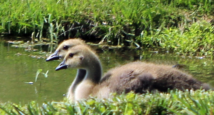 young geese