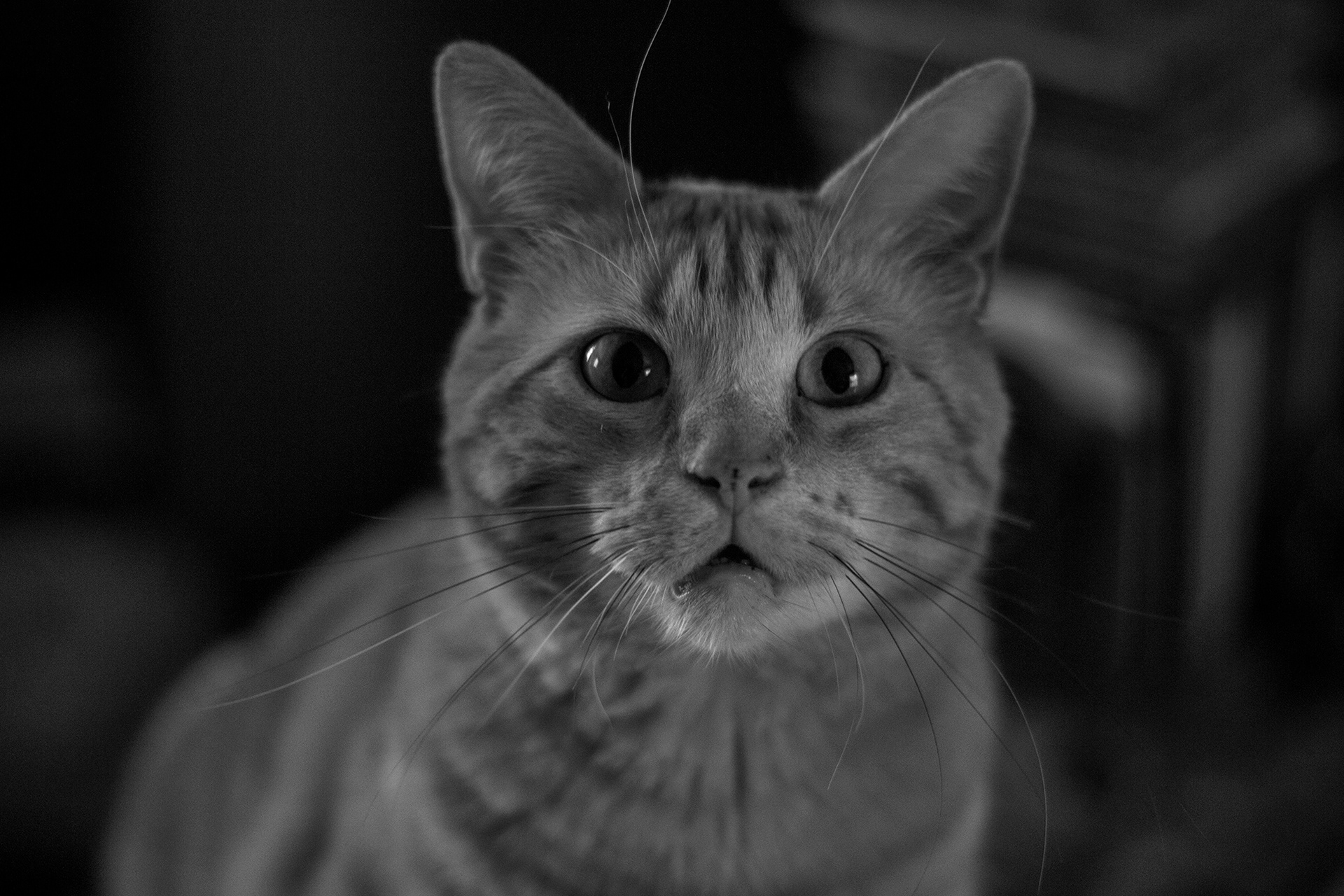 Stefan - b&w