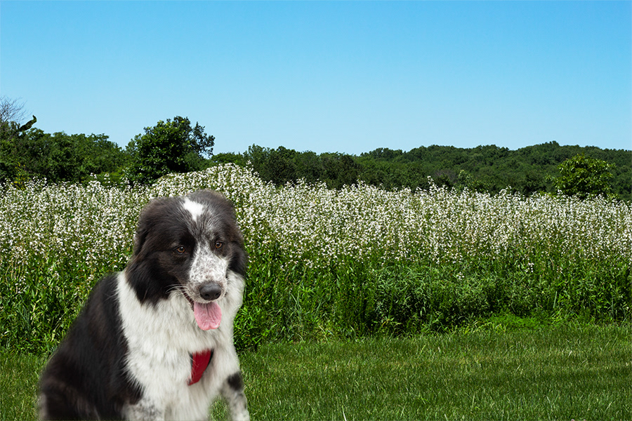An example using 1st photo-filpped view and resized