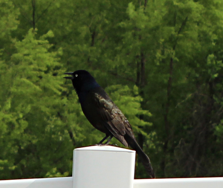 cool bird