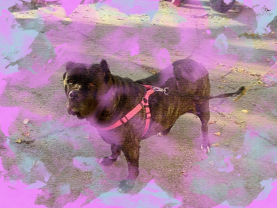 Bertha-Multicolor