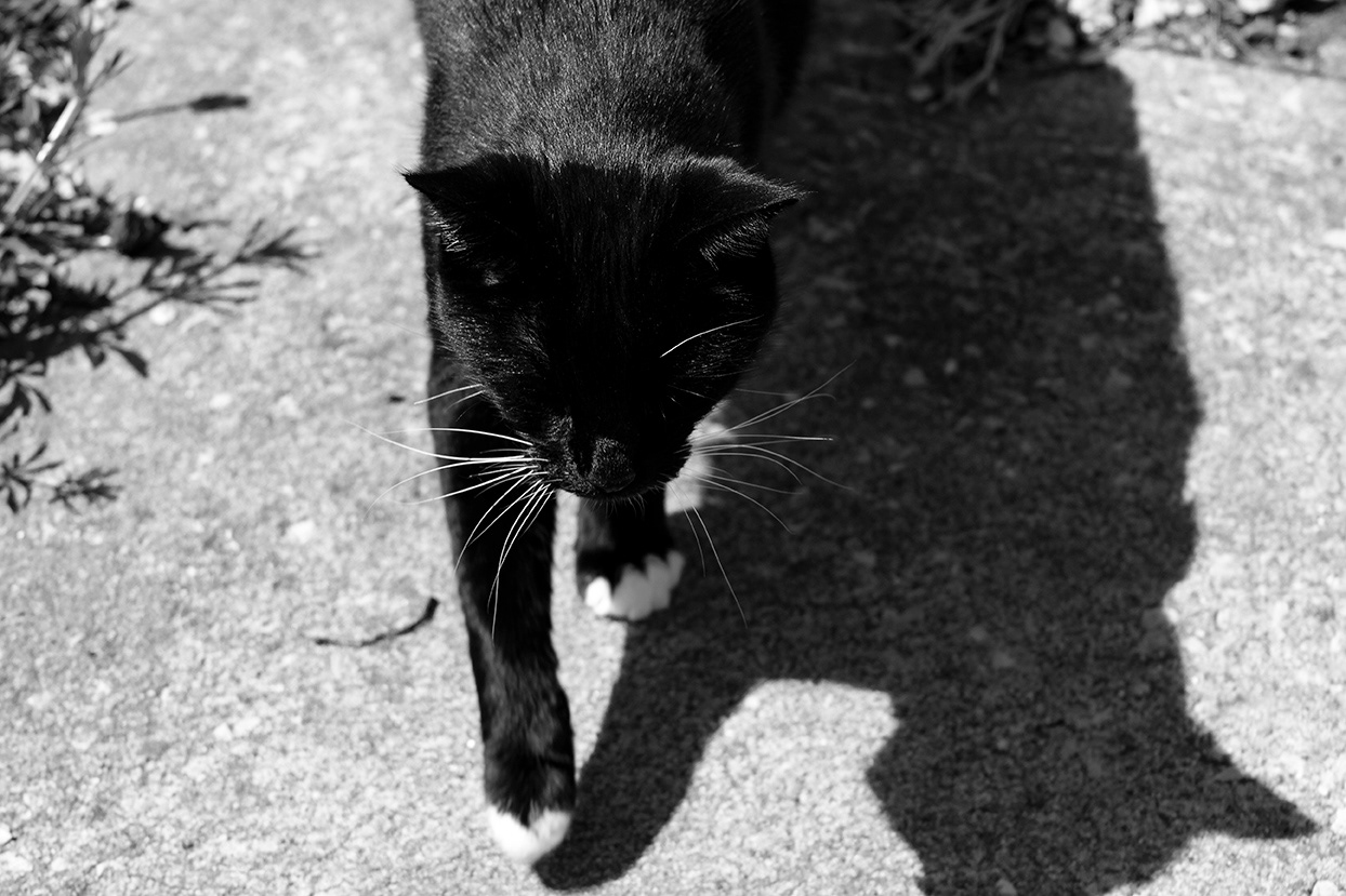 Buddy