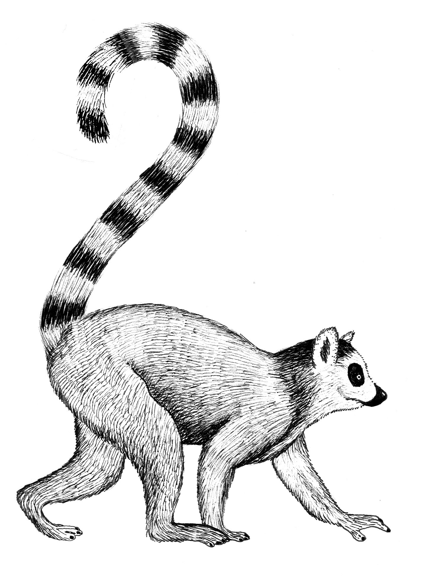 Zeichnung eines Kattas