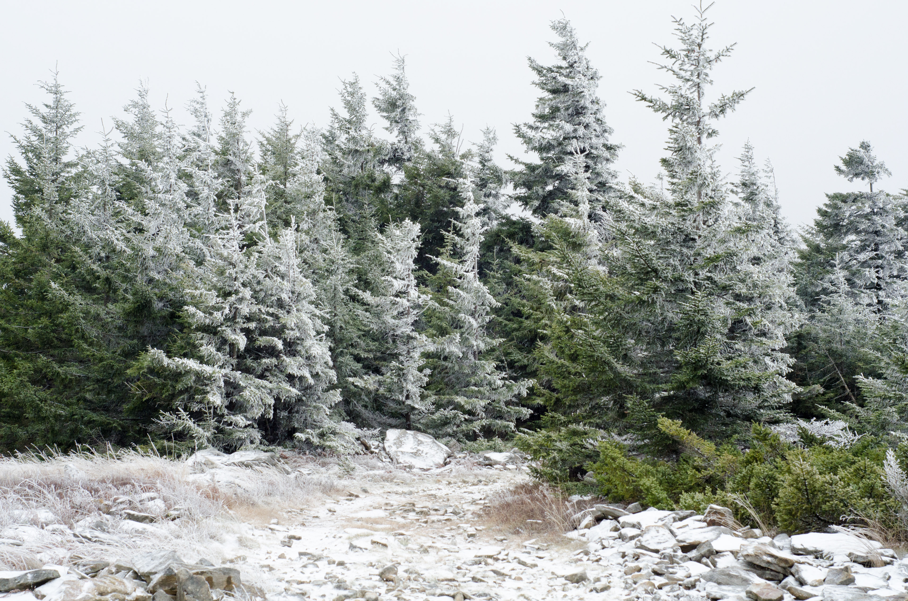 Dolly Sods Wilderness Area, West Virginia