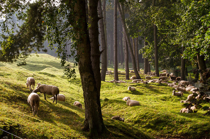 Landscapes