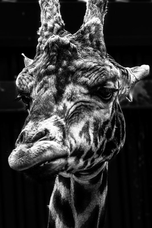 Black & White
