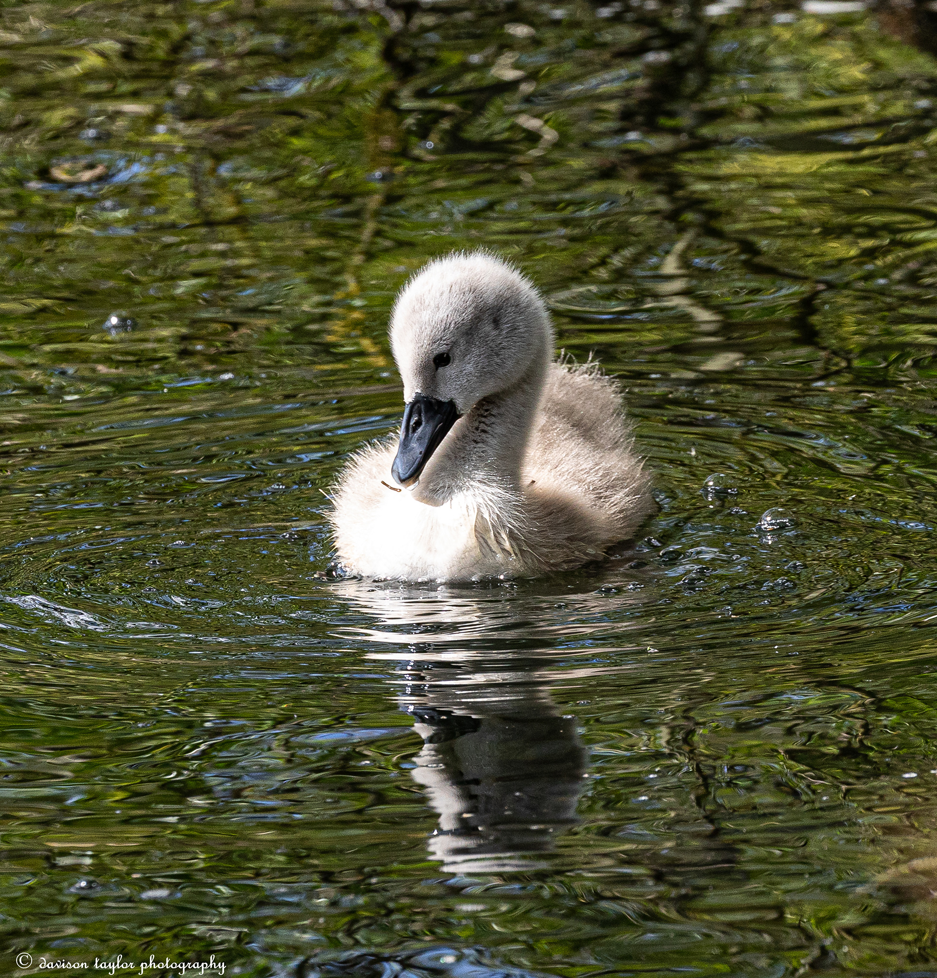 Cygnet