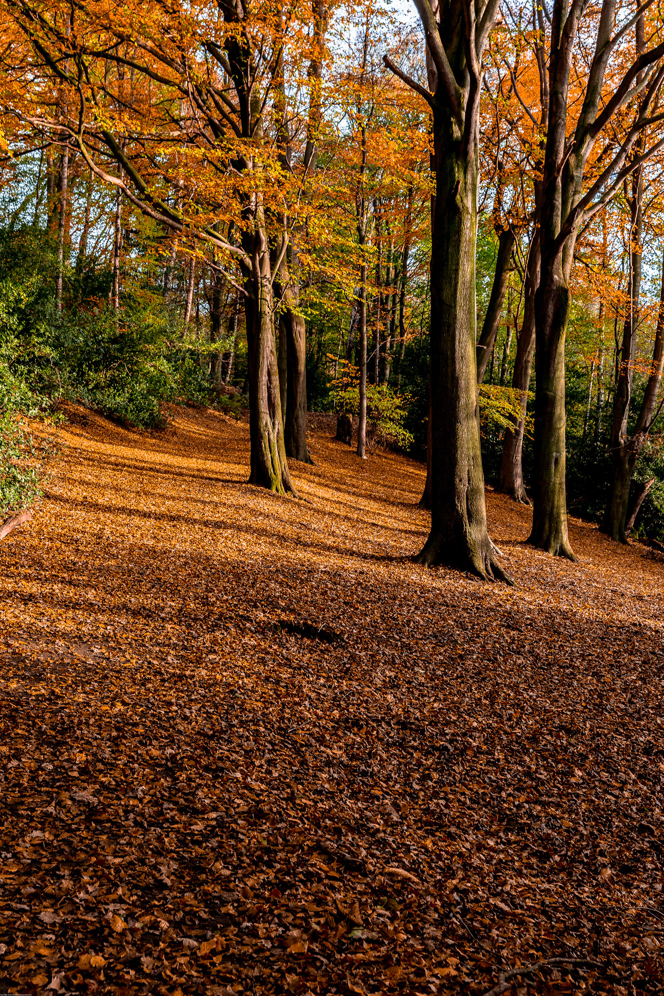 Autumn in Houghall Woods