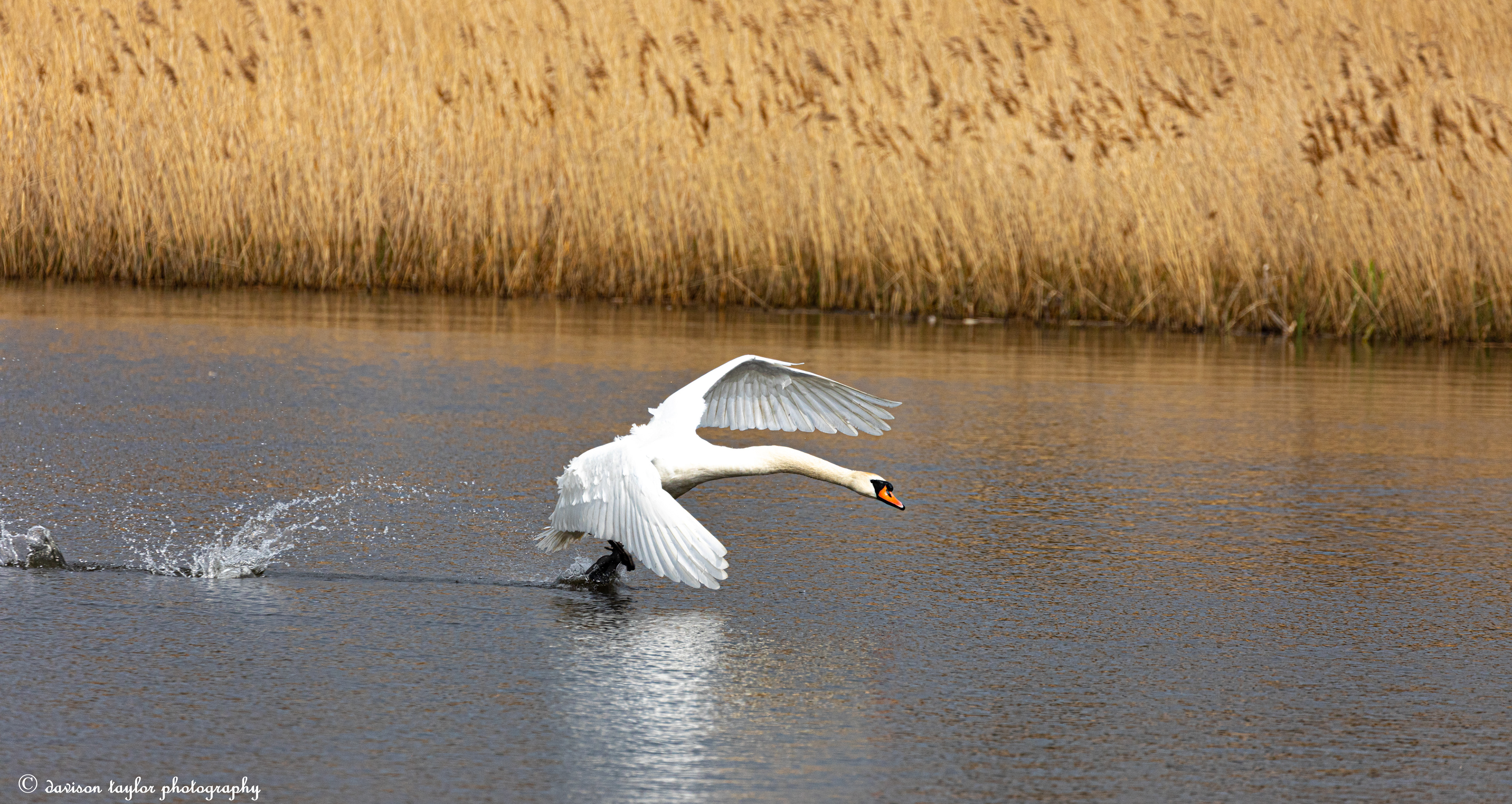 Mute Swan on takeoff