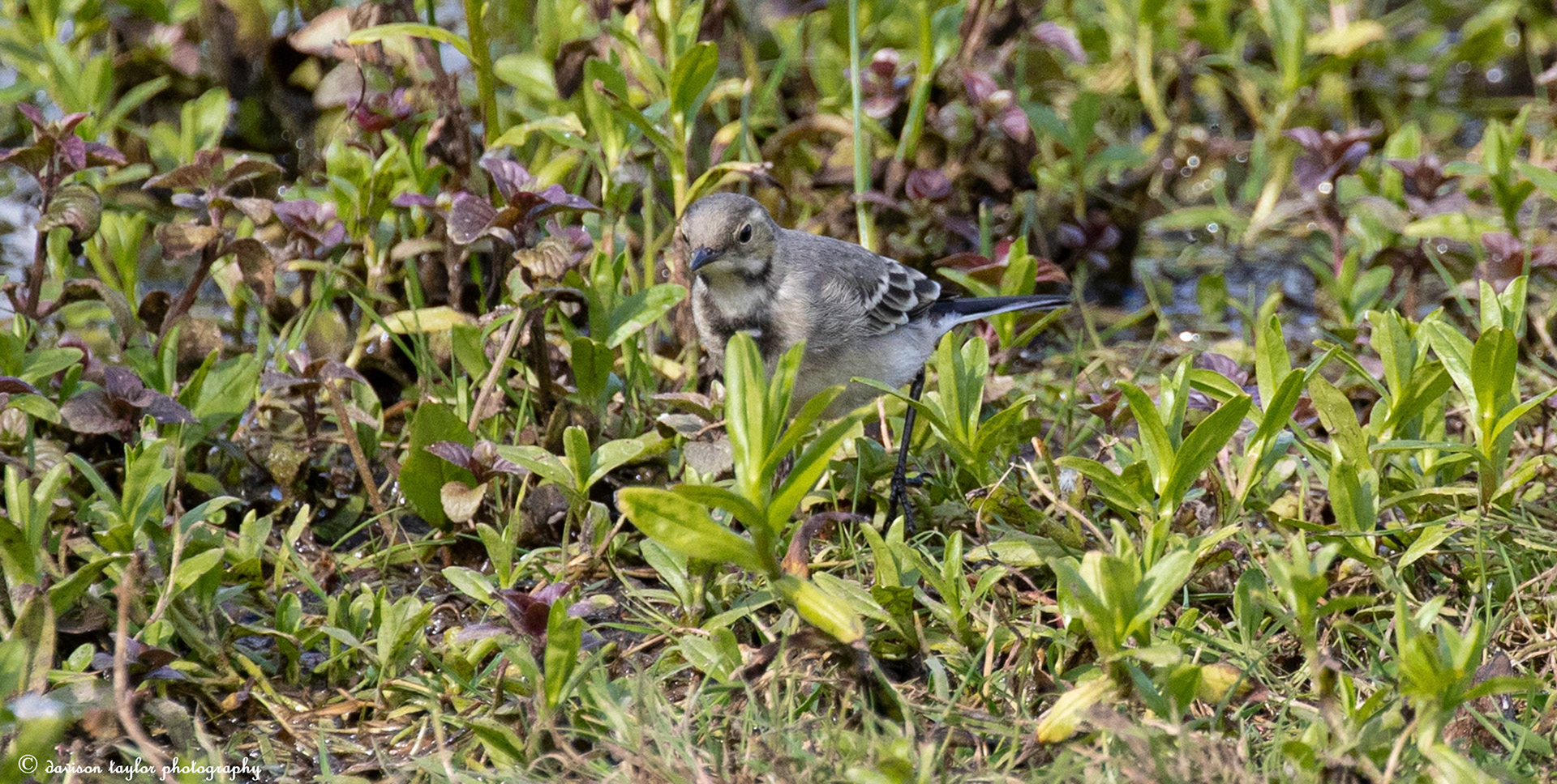 Pied Wagtail (juvenile)?