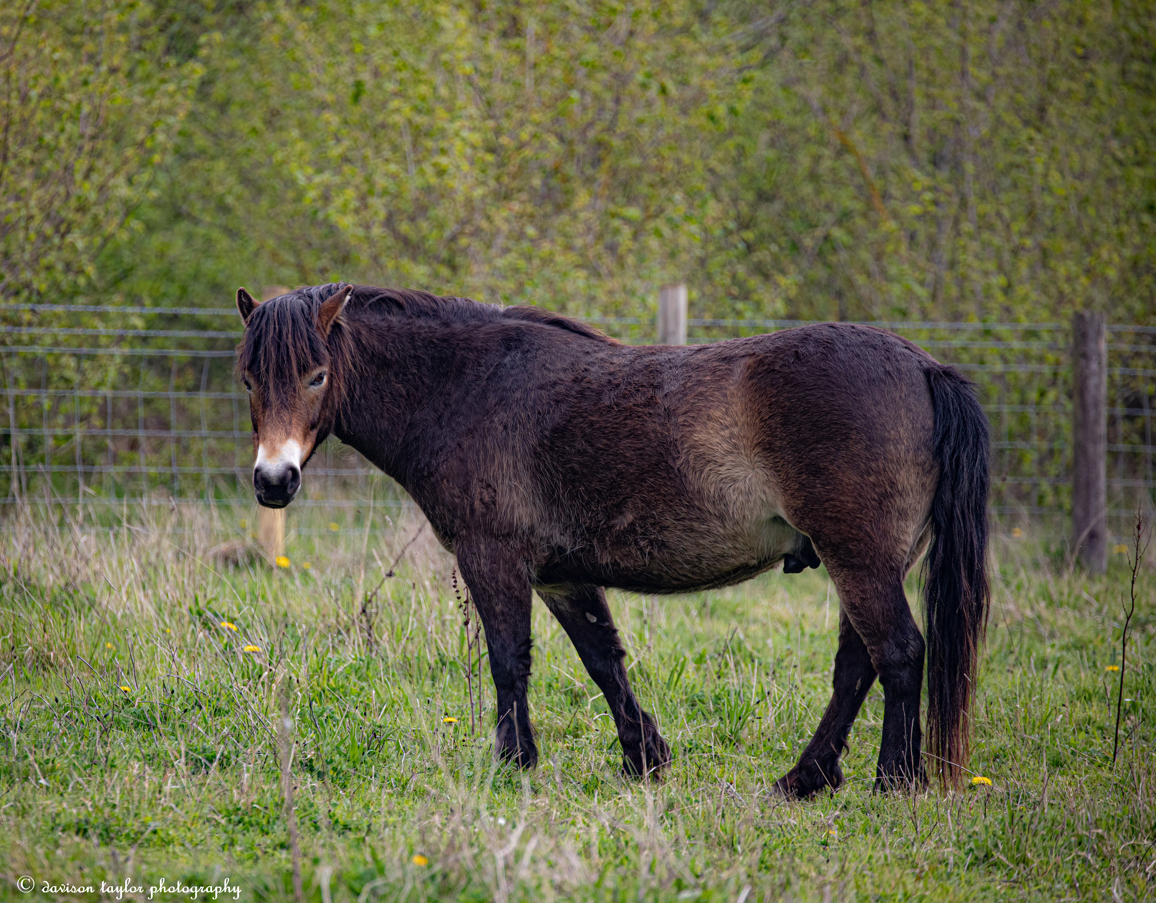 Exmoor Pony