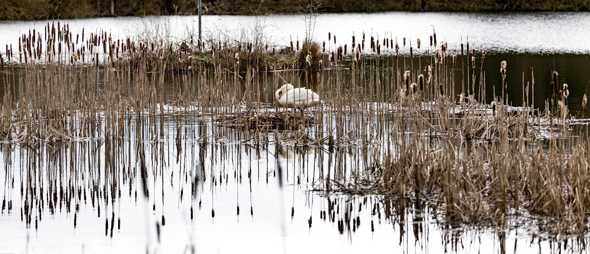 Mute Swan