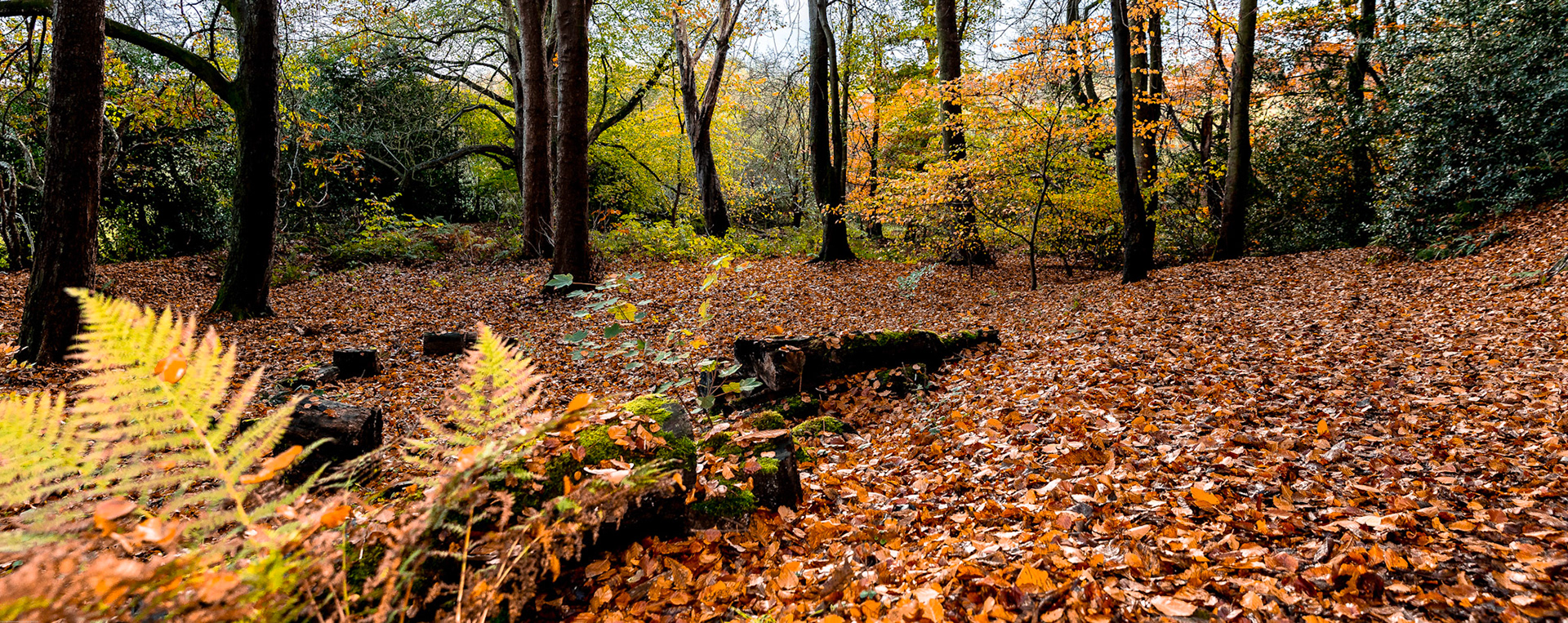 Autumn in Houghall Woods