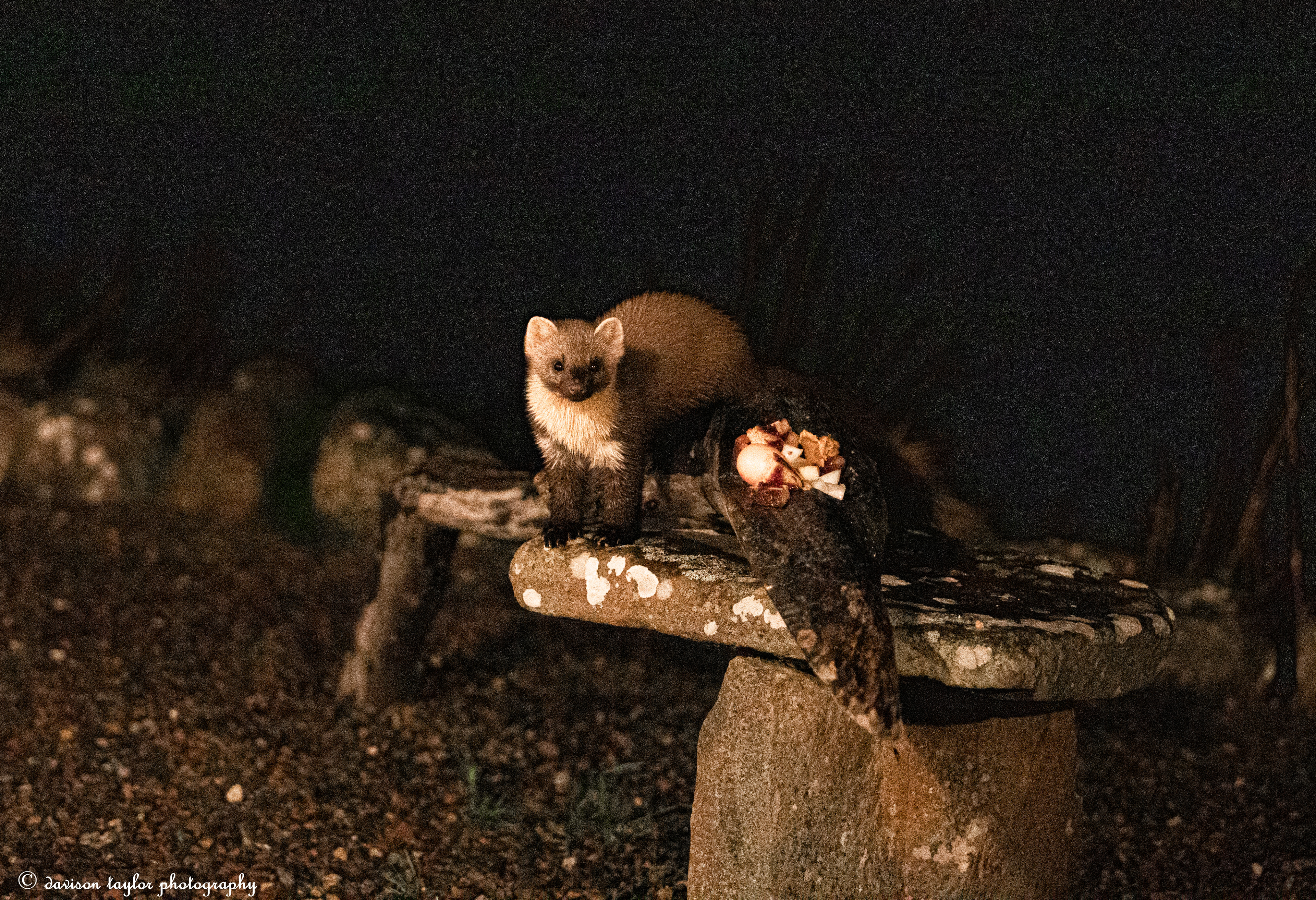 Pine Marten