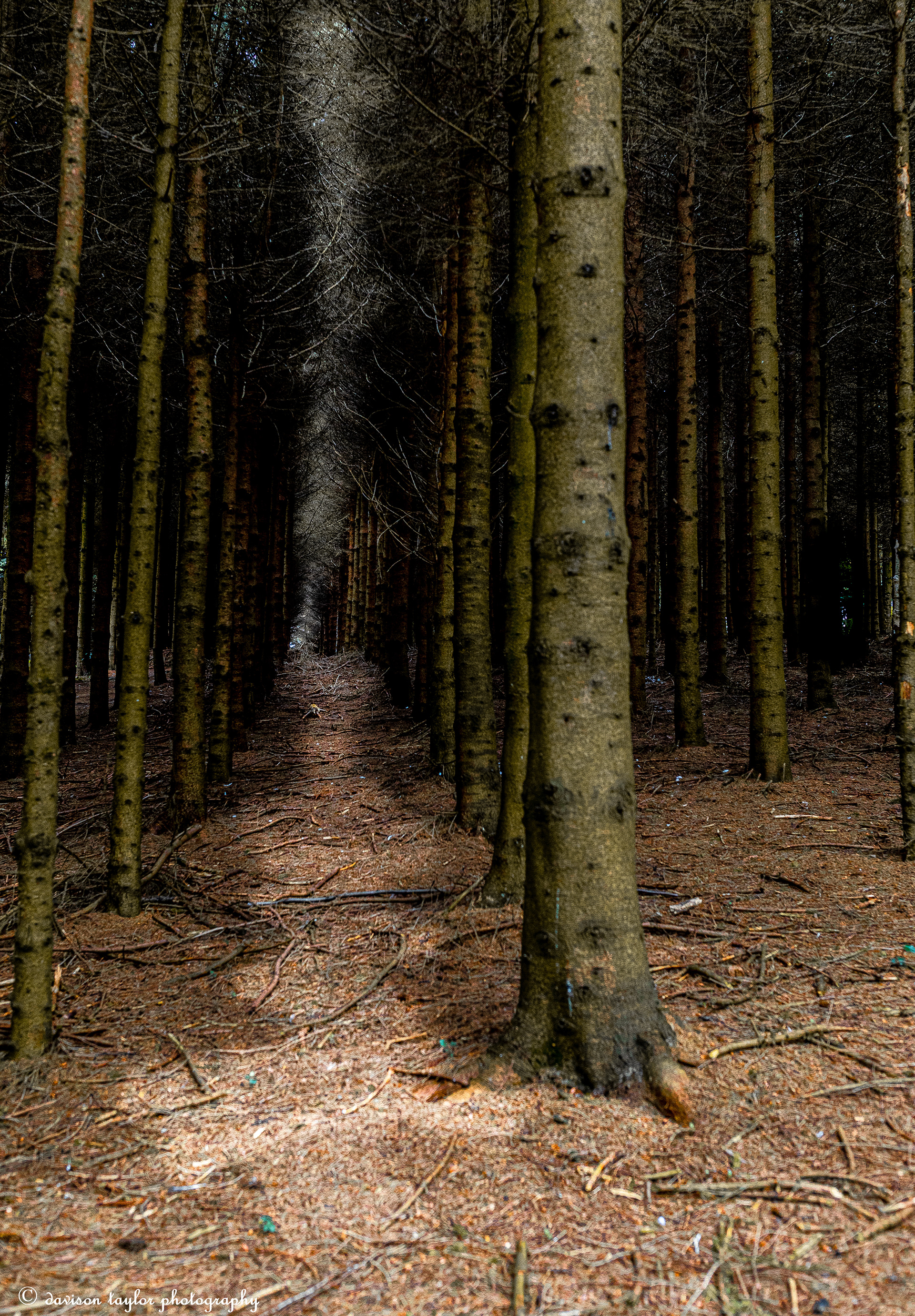 Woodland surrounding a caravan park near Leeds Bradford Airport