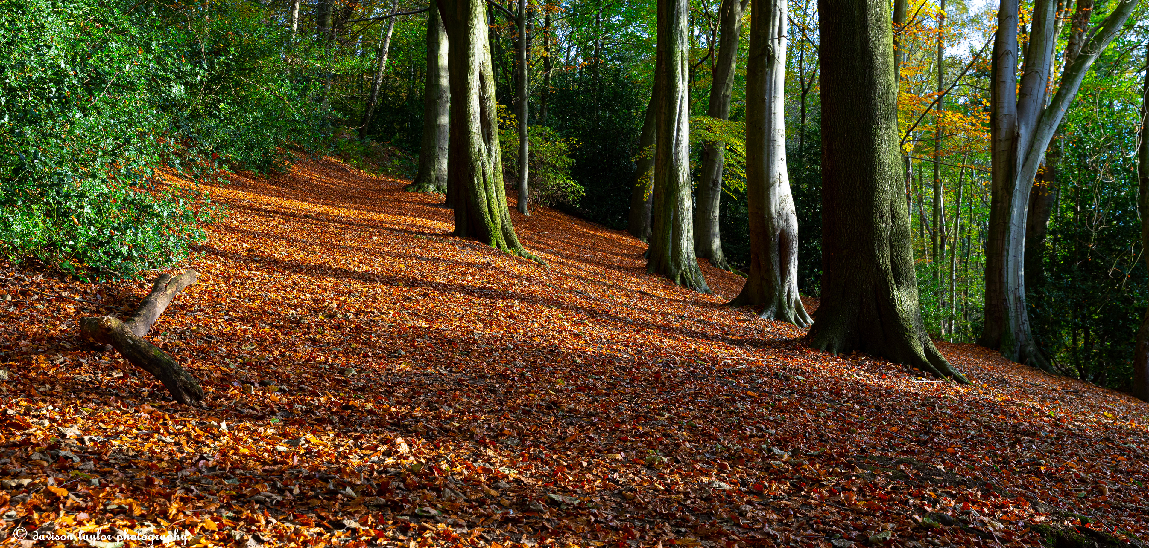 Autumn in Houghall Woods