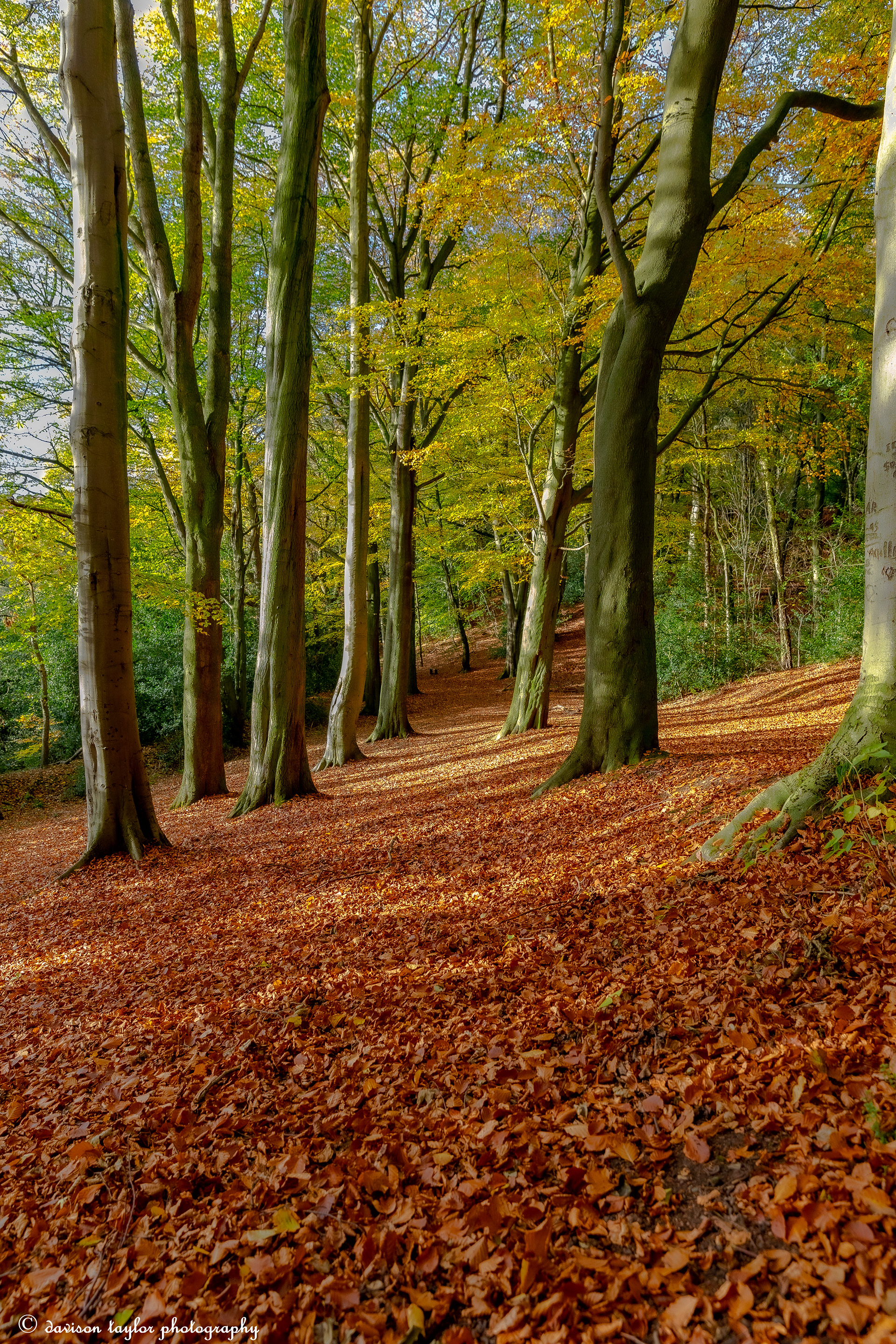 Autumn in Houghall Woods