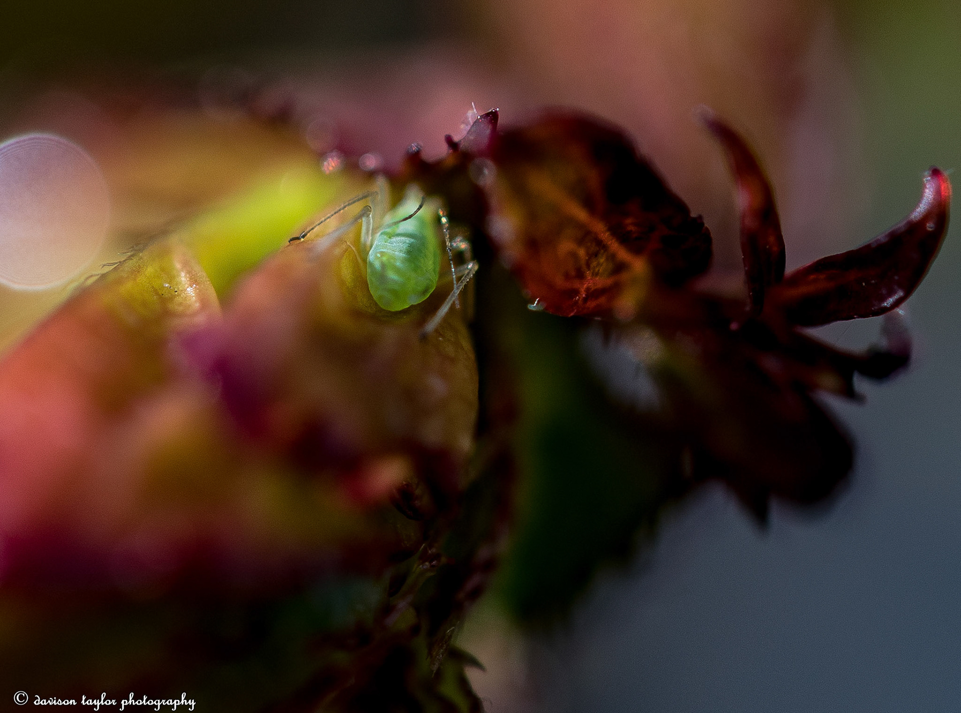 Greenfly on my David Austin Rose "Alan Titchmarsh" March 2019