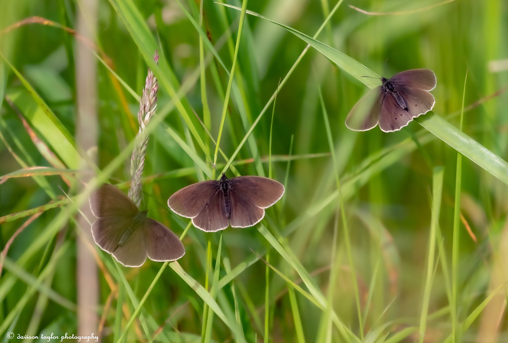 Ringlet Butterflies ?