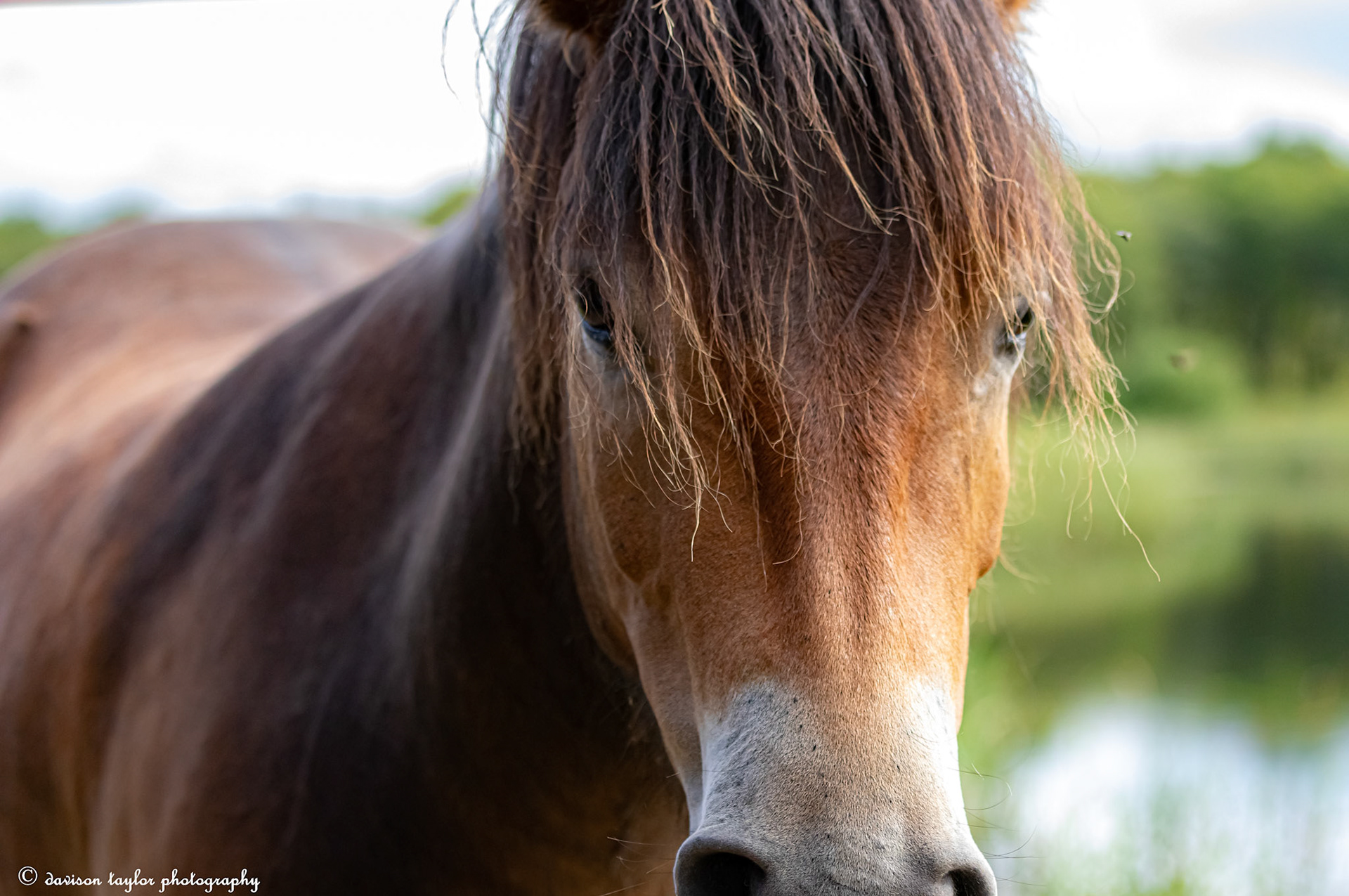 Beautiful Exmoor Pony