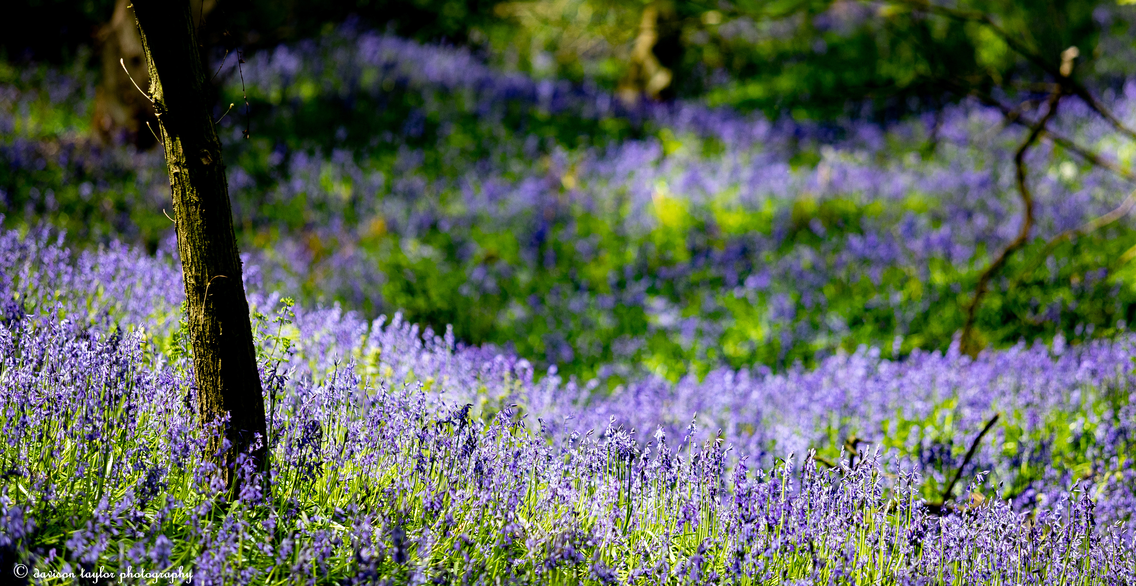 Bluebells in Houghall Woods