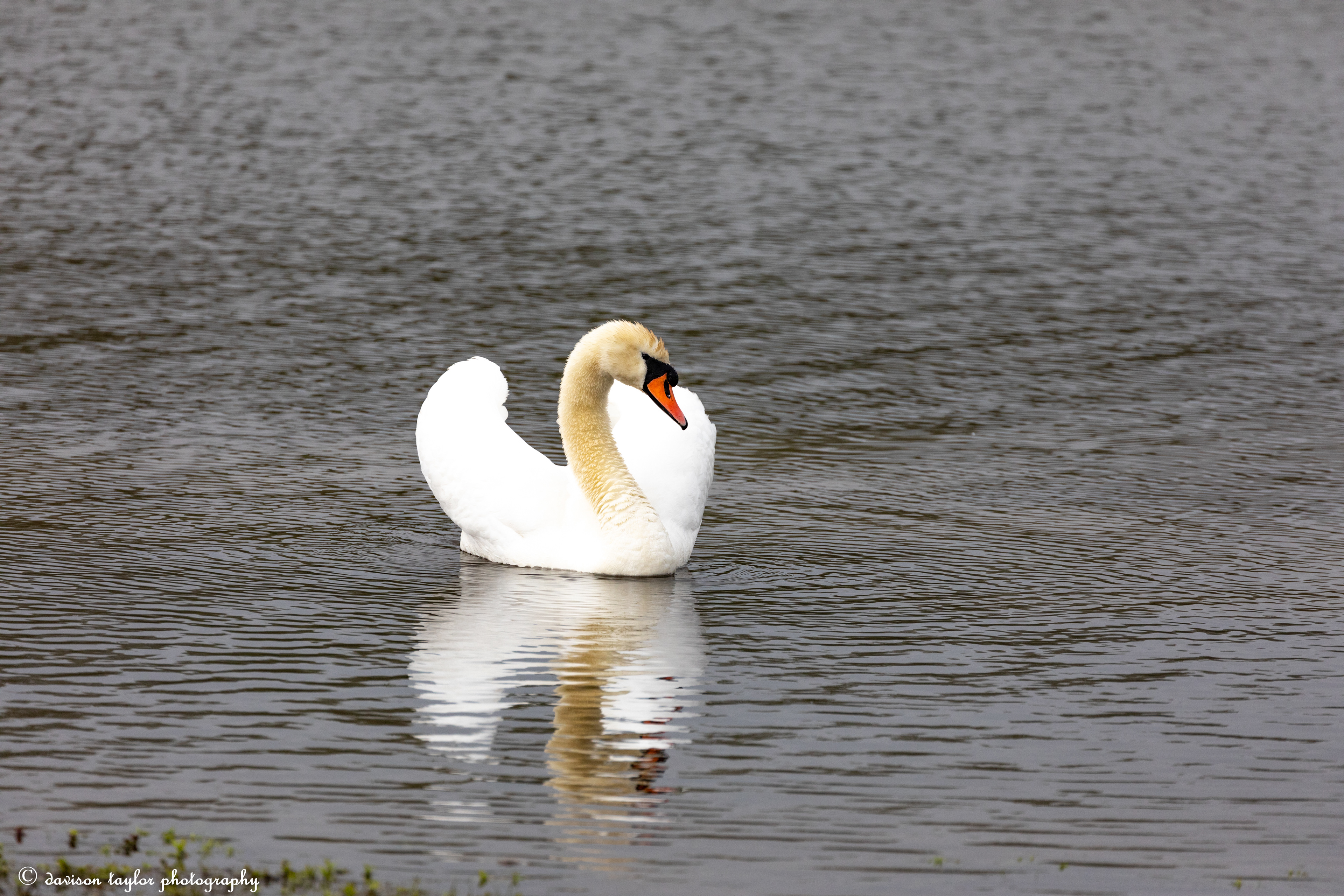 Mute Swan