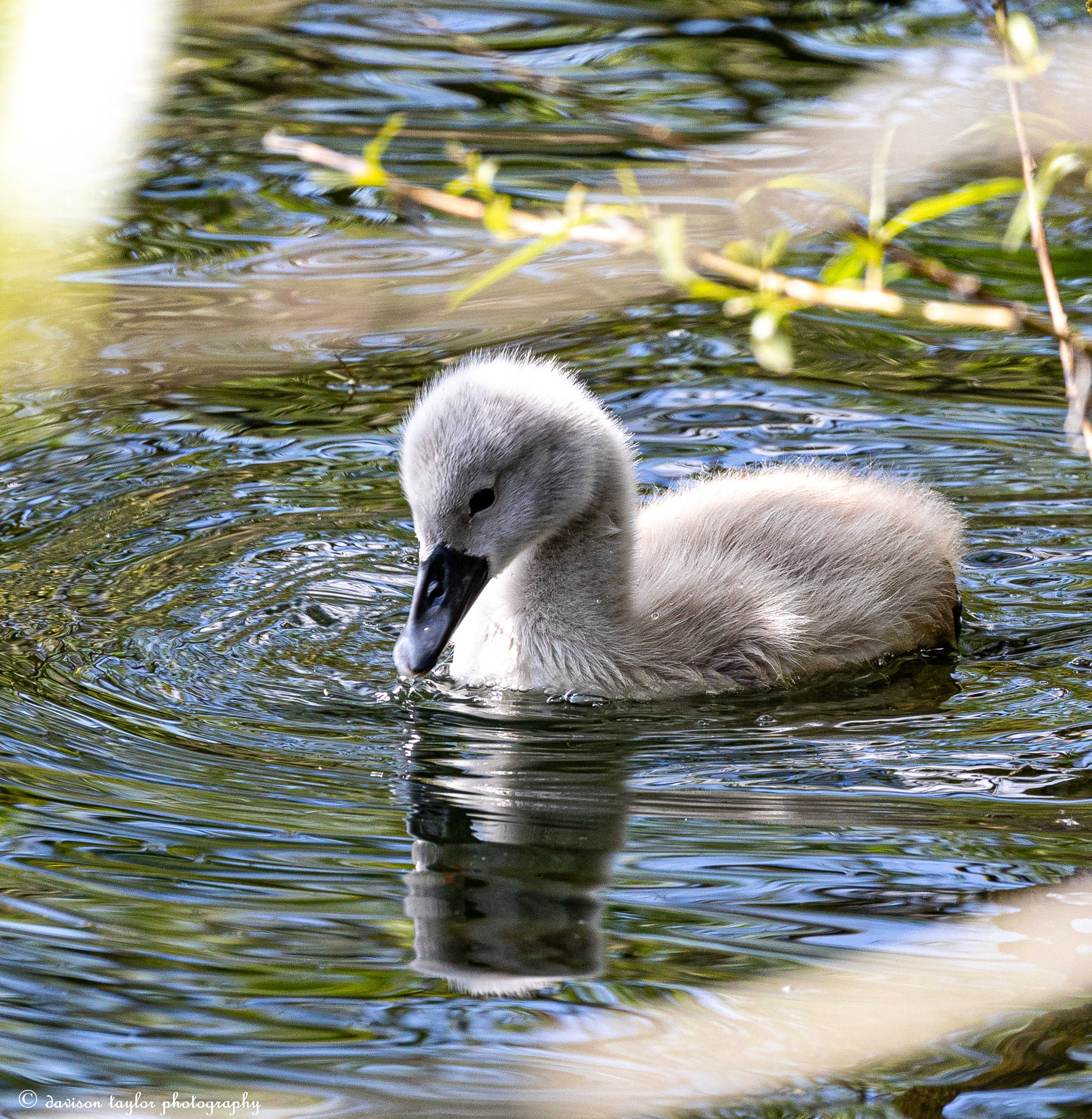 Cygnet