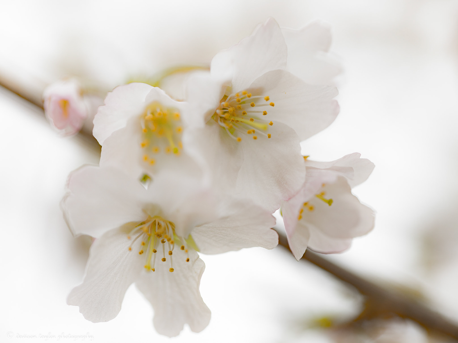 Prunus nipponica kurilensis 'Brilliant' Tree March 2019
