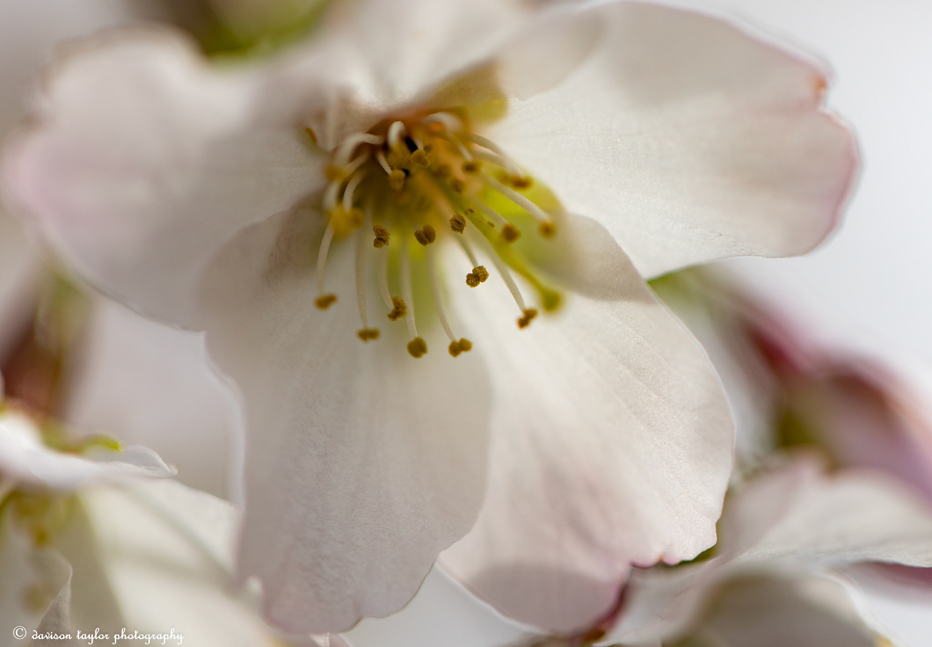 Prunus nipponica kurilensis 'Brilliant' Tree March 2019