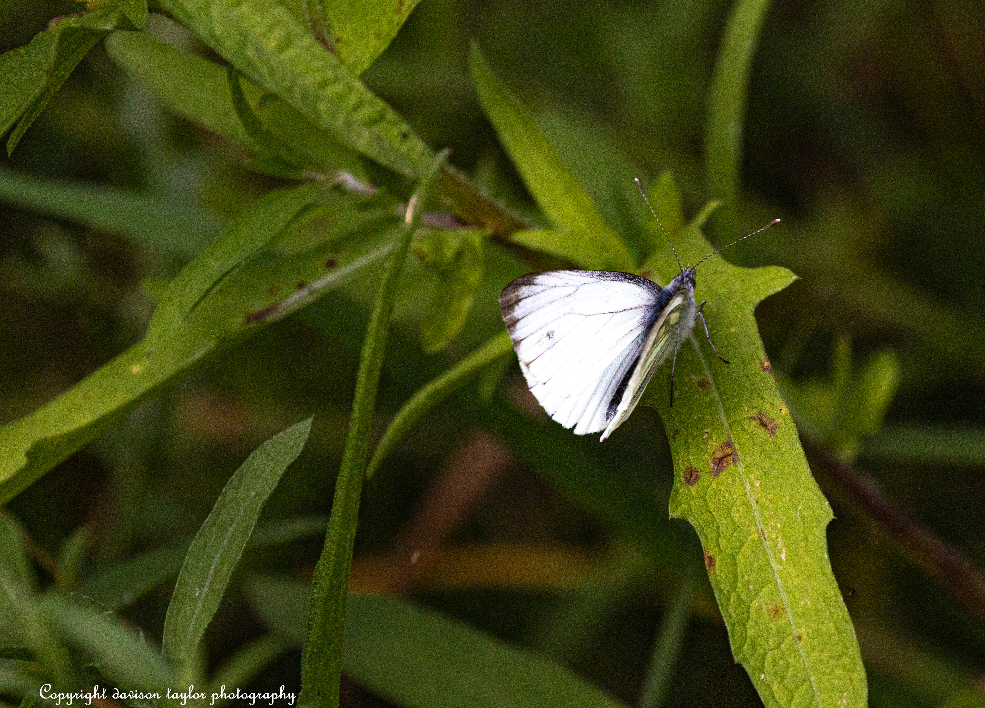 Large White?