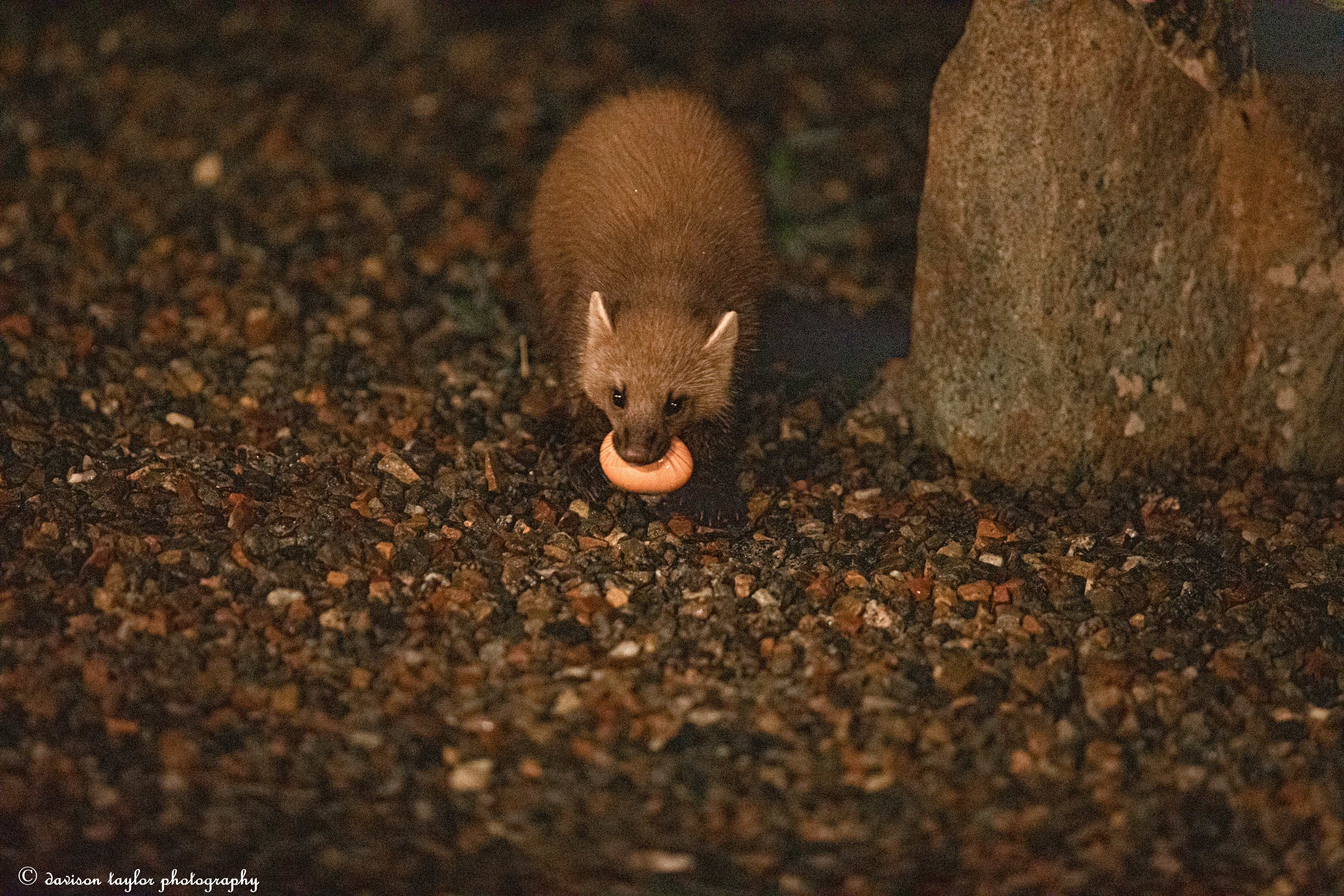 Pine Marten