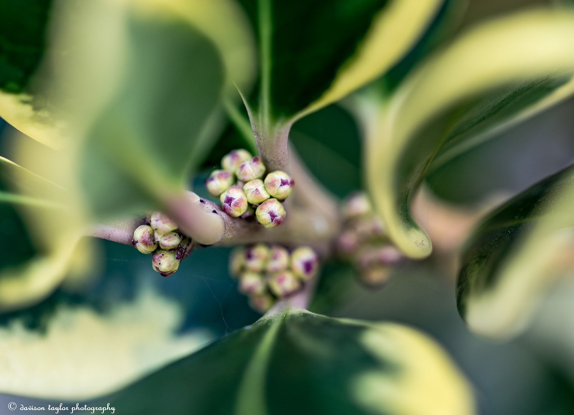 Flower buds on Holly Golden King March 2019