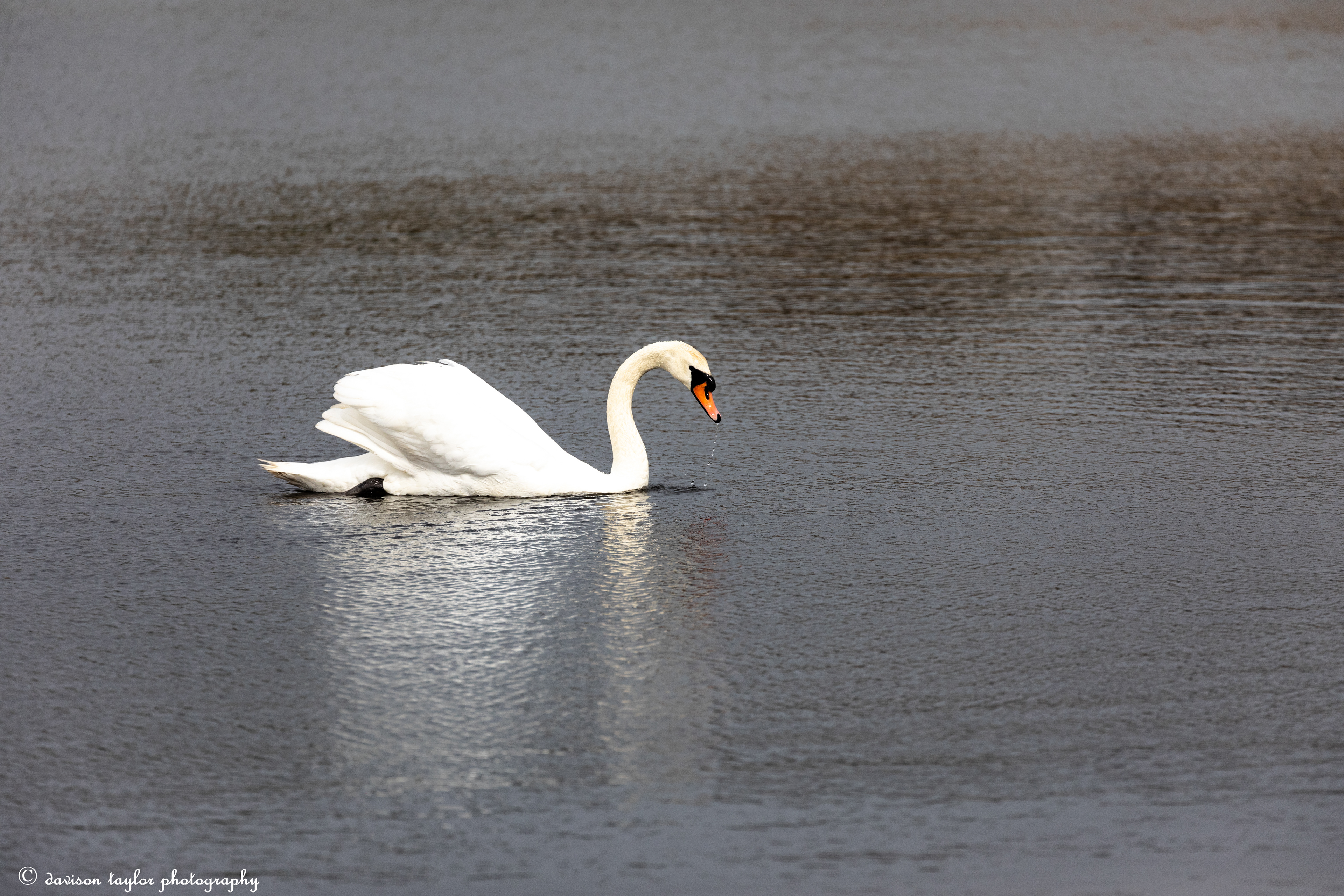 Mute Swan