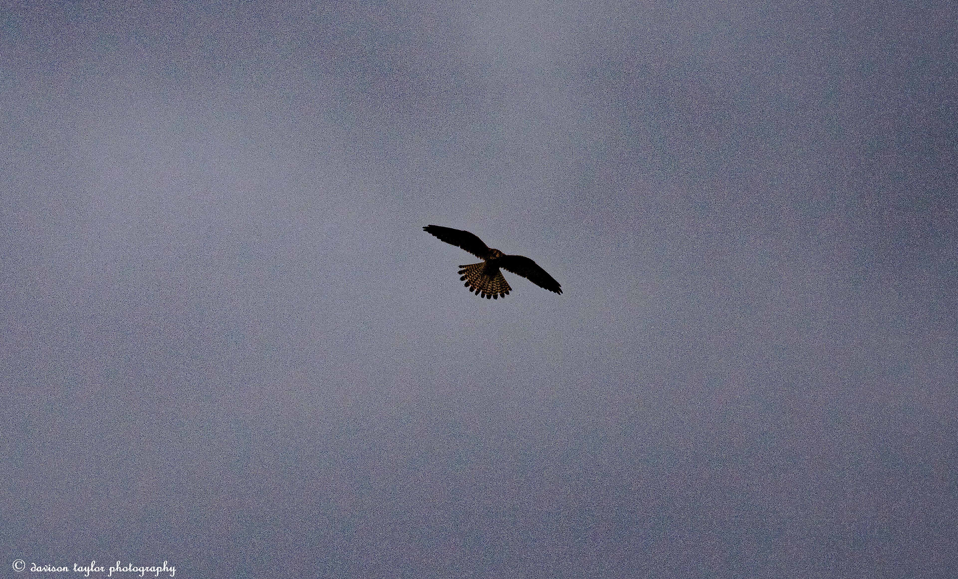 I think it's a Sea Eagle? I was shooting into light
