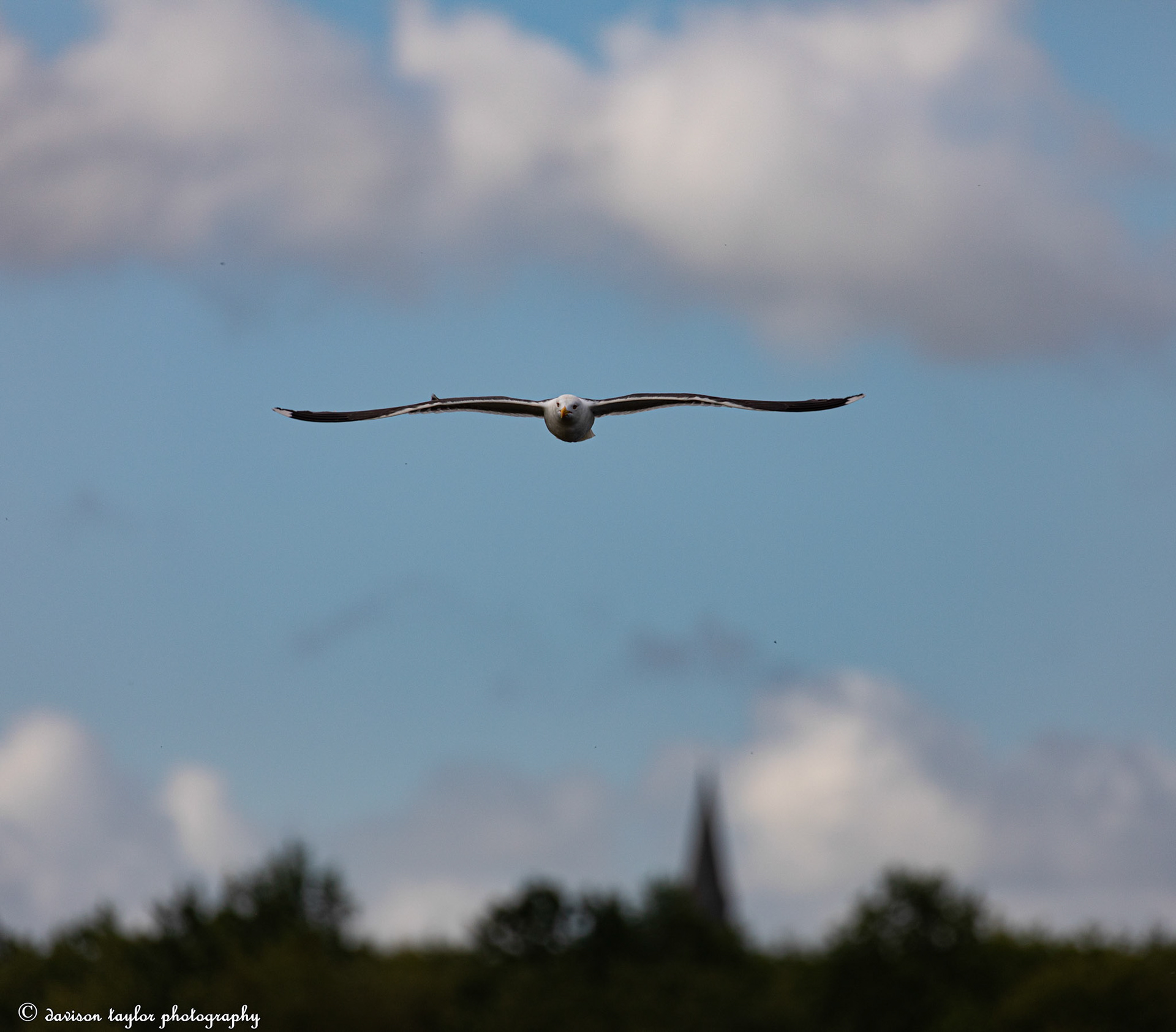Gul in flight
